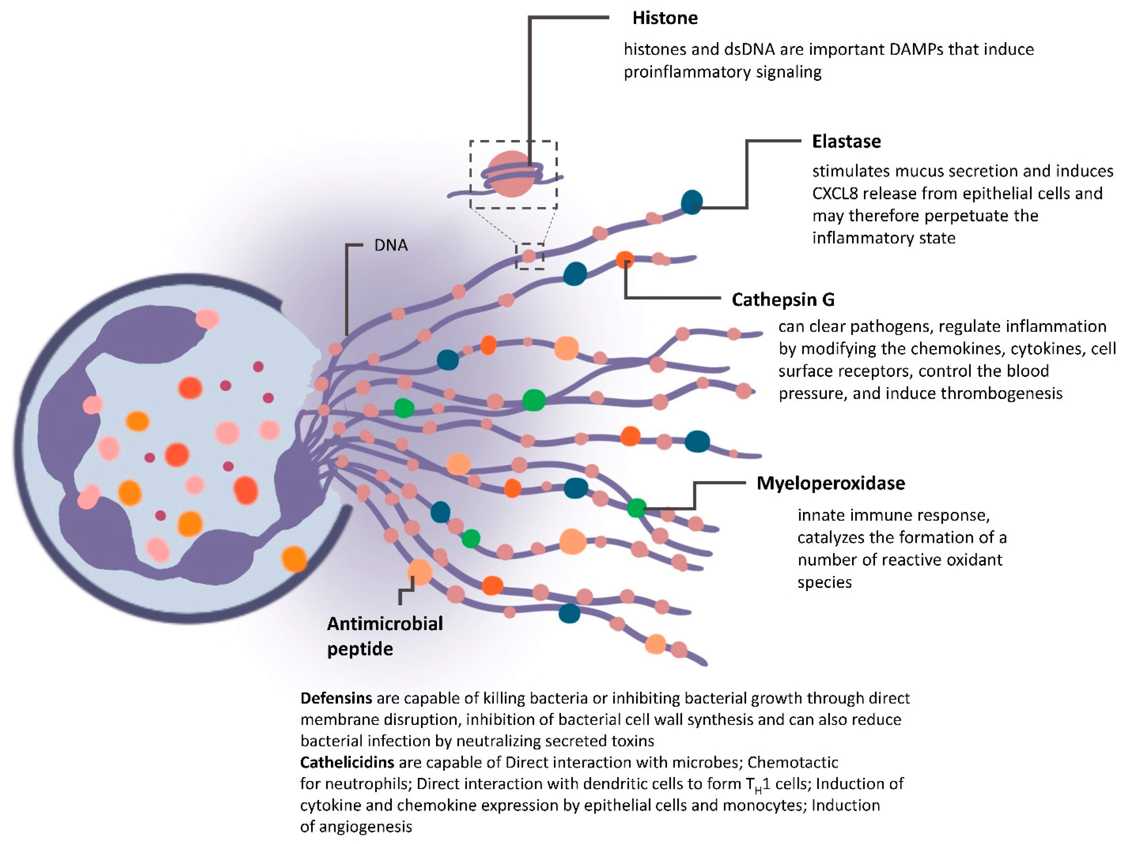Vaccines 09 01306 g003