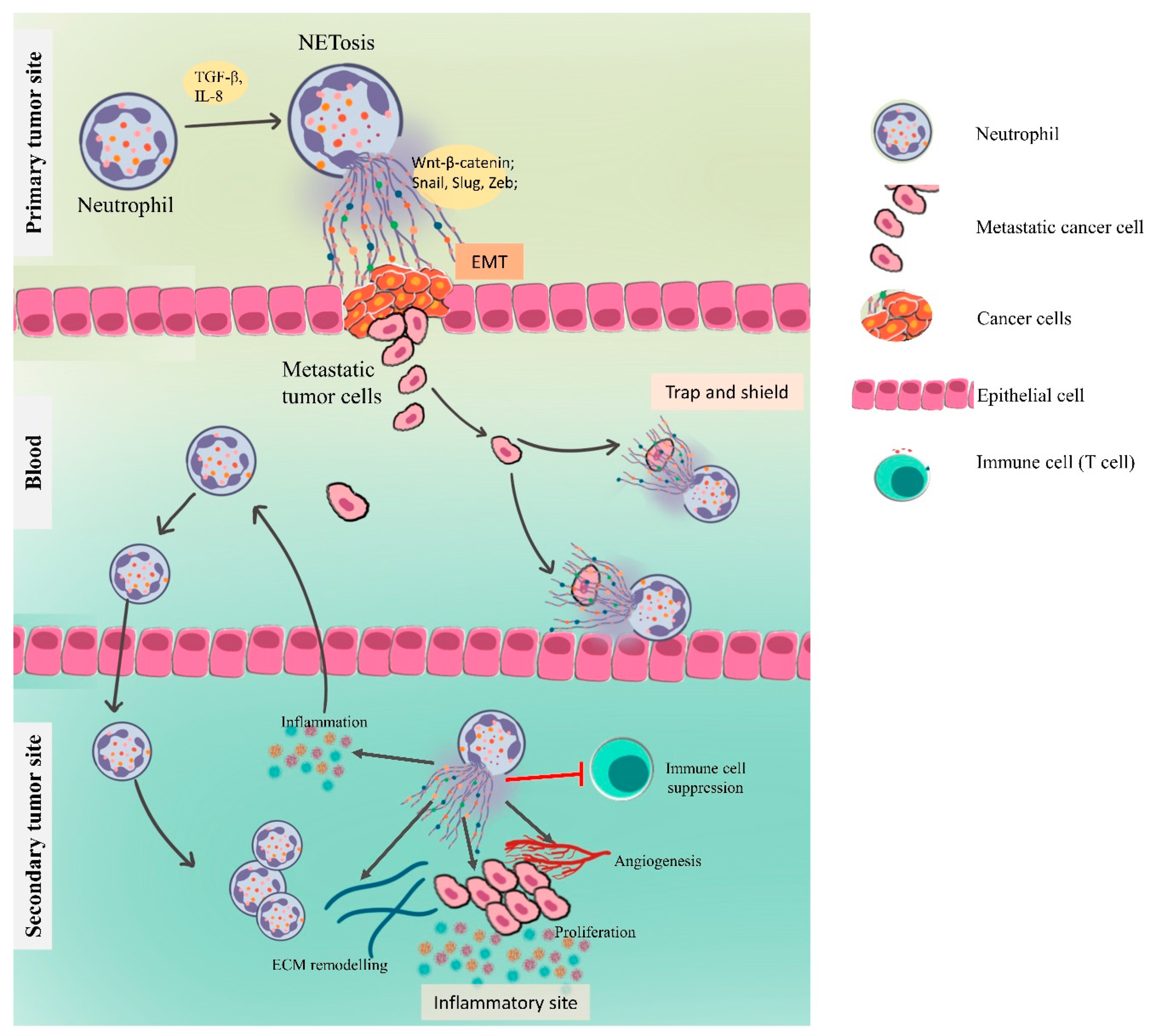 Vaccines 09 01306 g004