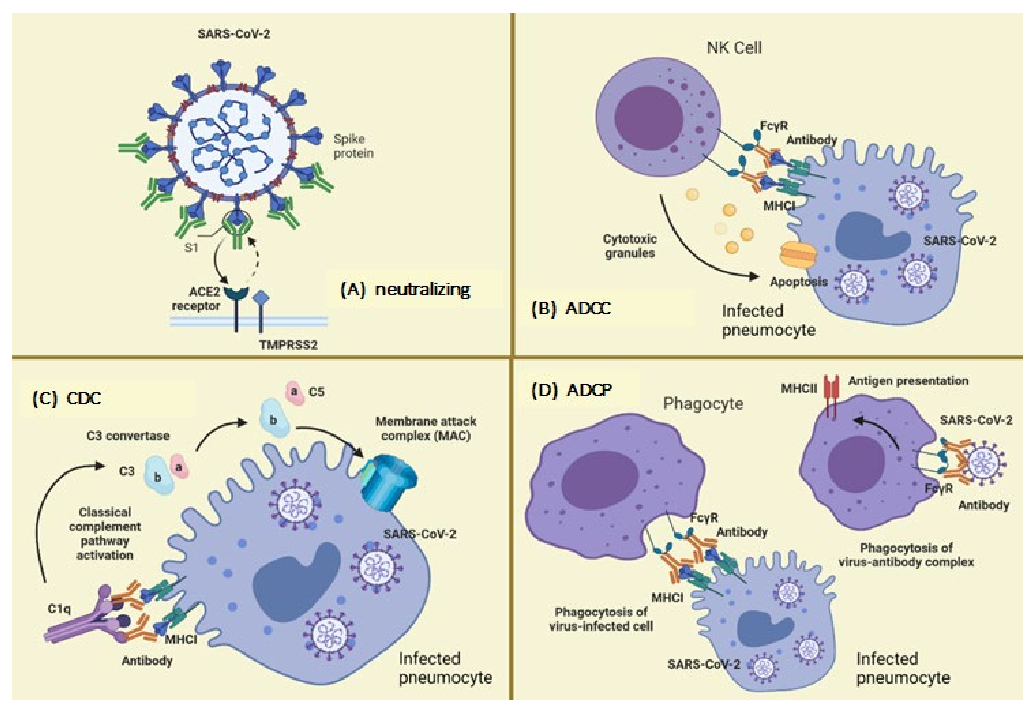 Vaccines | Free Full-Text | Overview of Neutralizing Antibodies and Their  Potential in COVID-19 | HTML