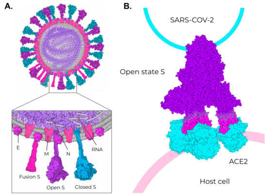 Vaccines | Free Full-Text | VLP-Based COVID-19 Vaccines: An Adaptable ...