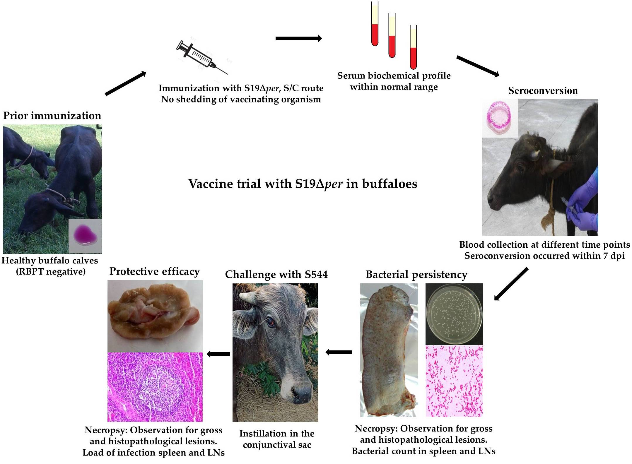 Vaccines | Free Full-Text | Immunization with Brucella abortus  S19&Delta;per Conferred Protection in Water Buffaloes against Virulent  Challenge with B. abortus Strain S544 | HTML
