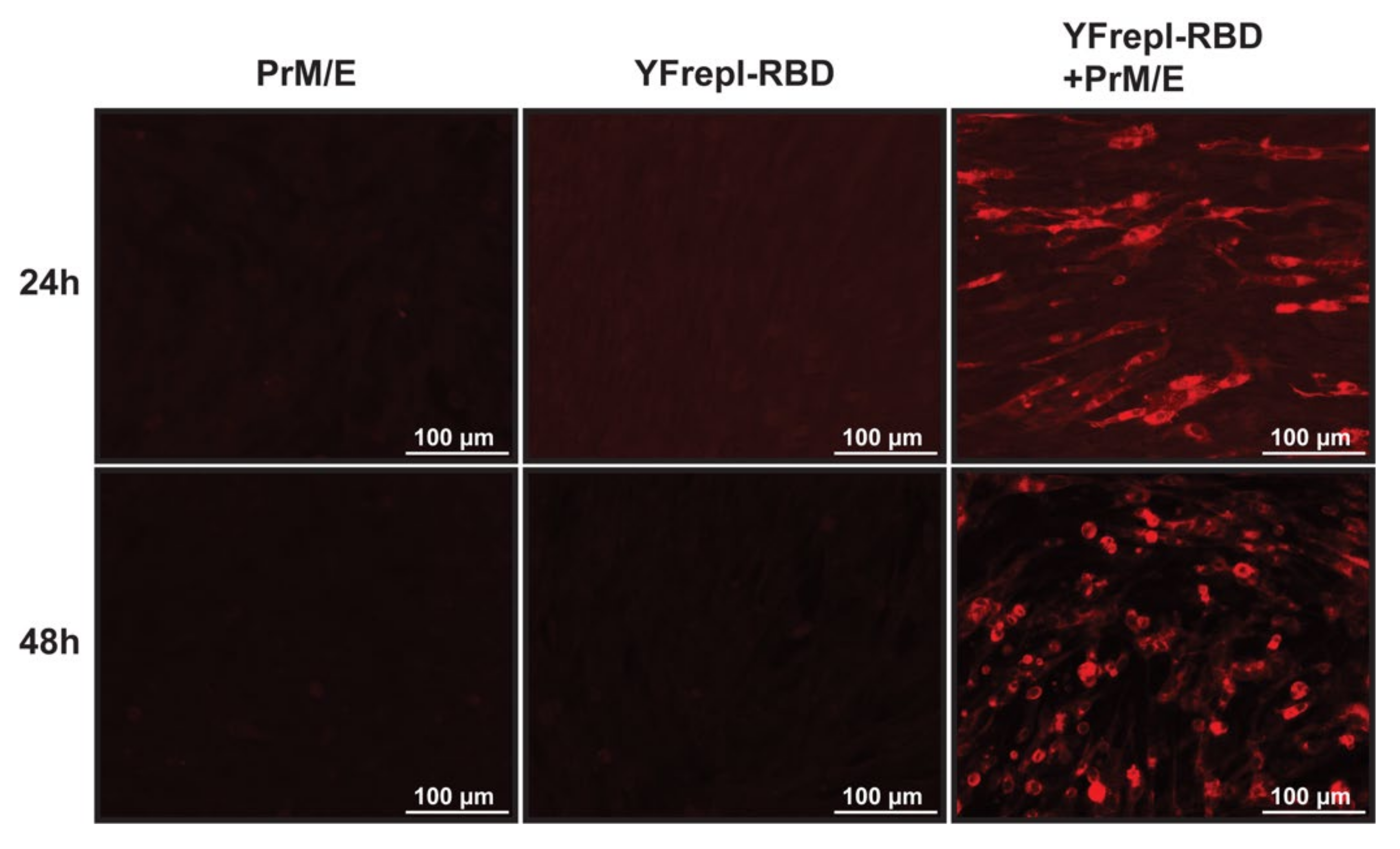 Vaccines 09 01492 g005