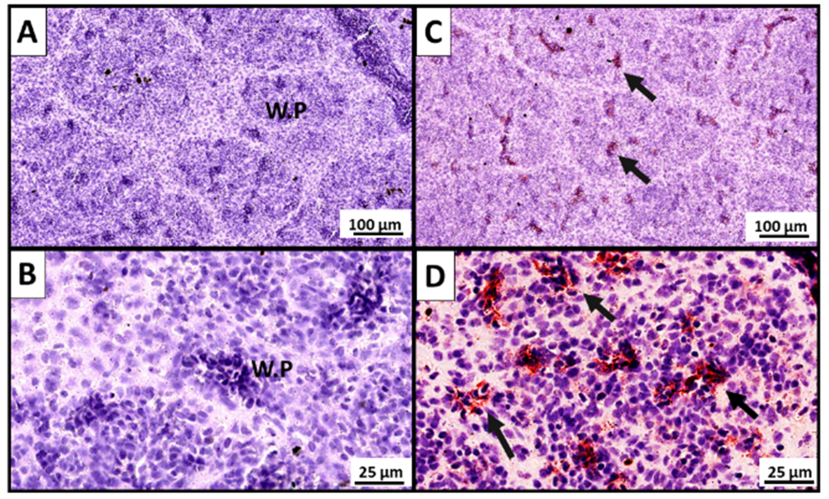 Vaccines 10 00016 g004