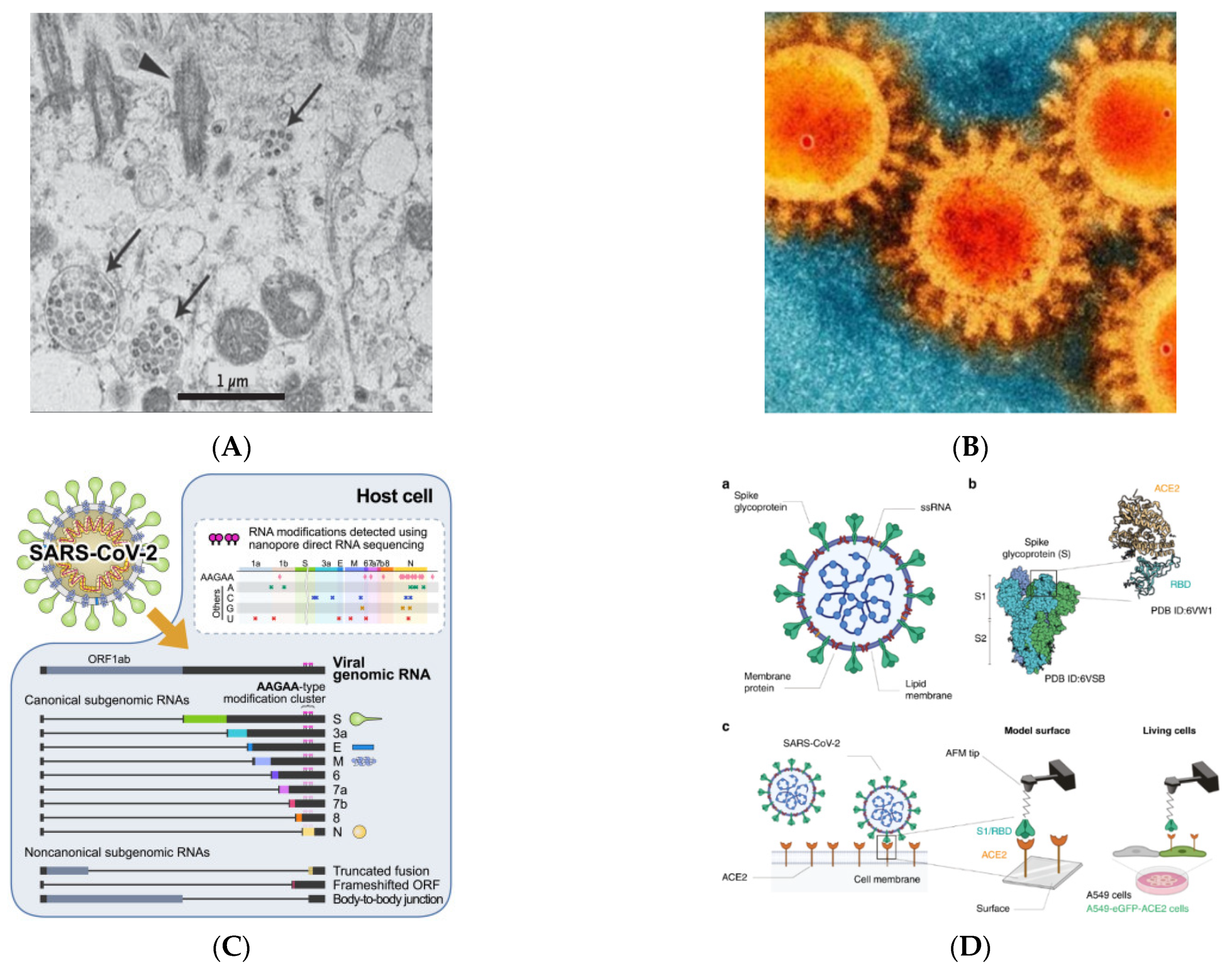 Vaccines 10 00082 g002
