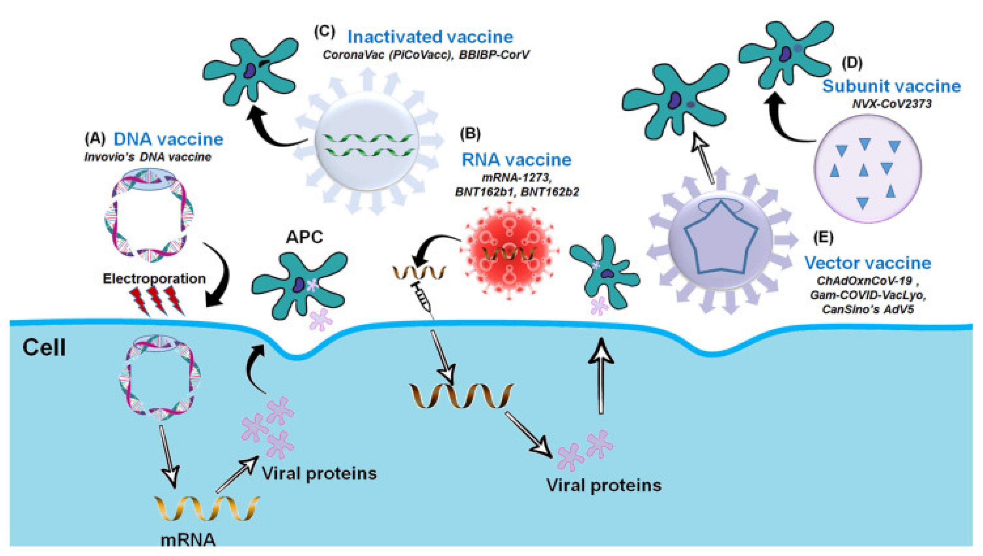 Vaccines 10 00082 g003