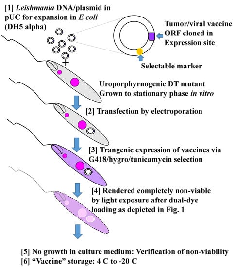 Vaccines, Free Full-Text