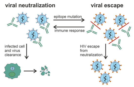 Vaccines | Free Full-Text | Post-Immune Antibodies in HIV-1 Infection in  the Context of Vaccine Development: A Variety of Biological Functions and  Catalytic Activities | HTML