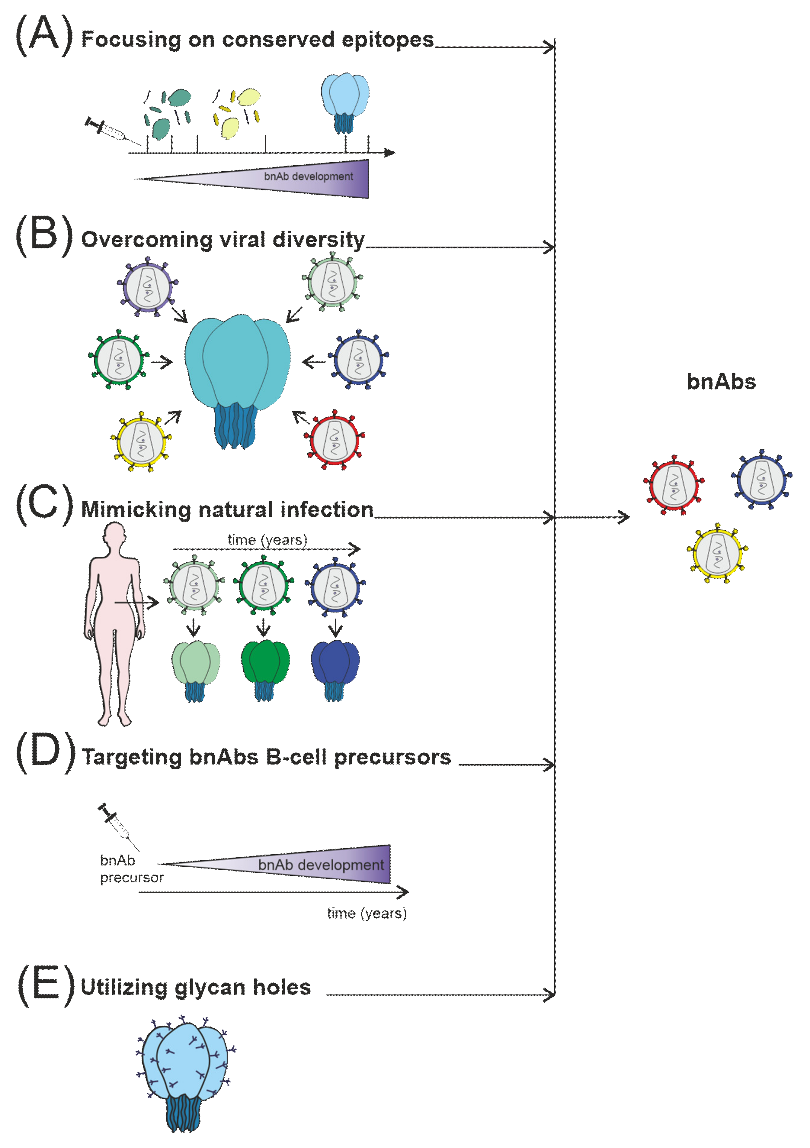 Vaccines | Free Full-Text | Post-Immune Antibodies in HIV-1 Infection in  the Context of Vaccine Development: A Variety of Biological Functions and  Catalytic Activities