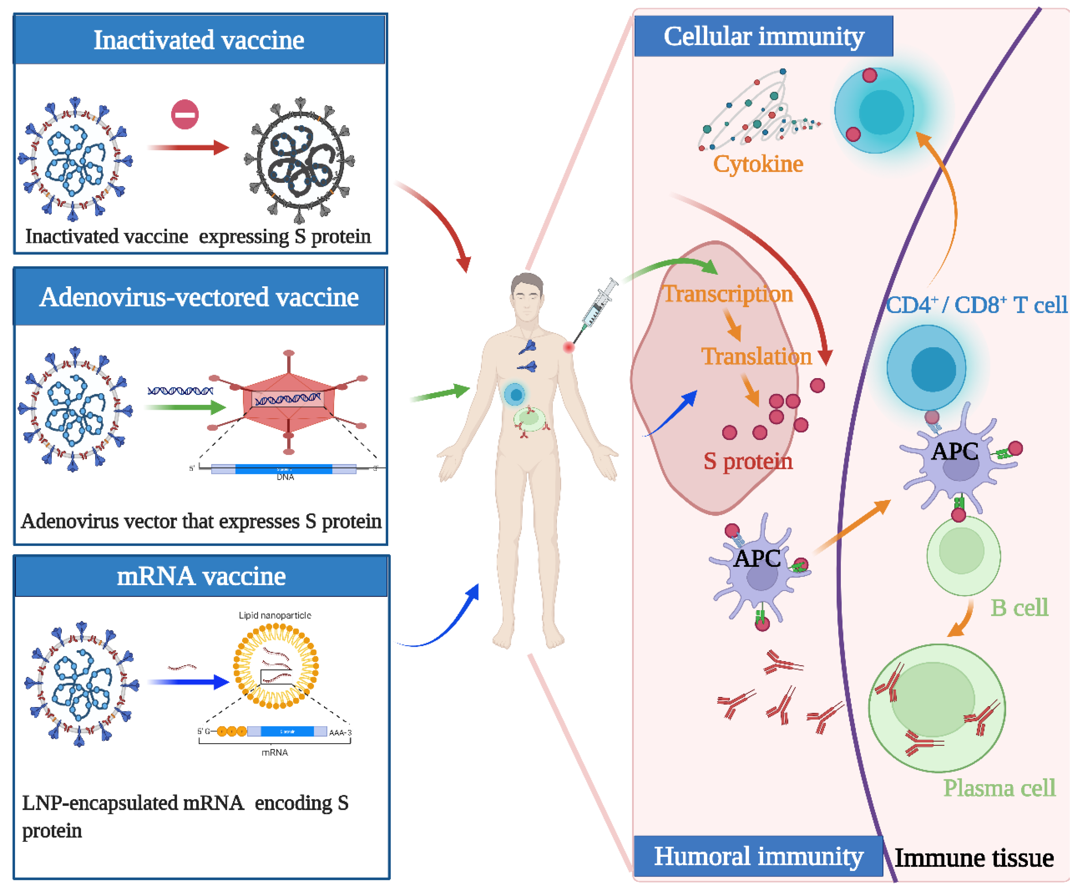 covid 19 vaccination efficacy and safety literature review