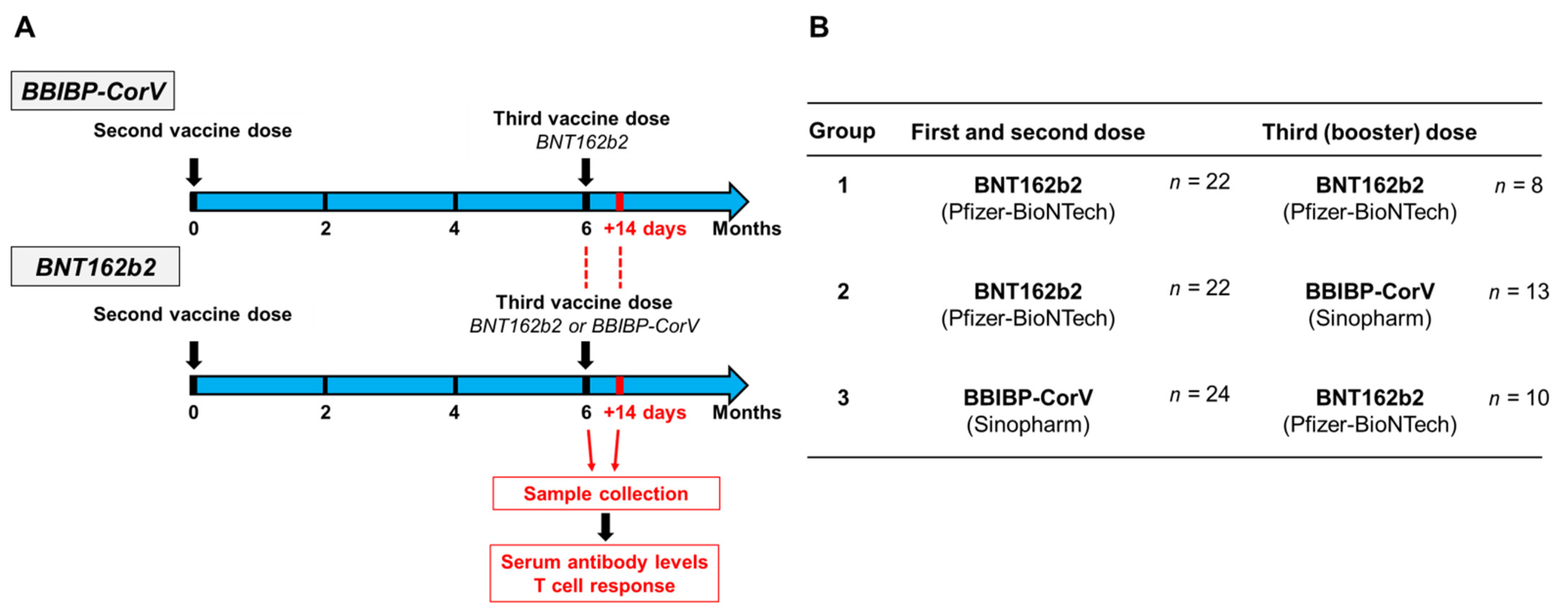 Vaccines | Free Full-Text | Antibody and T Cell Responses against  SARS-CoV-2 Elicited by the Third Dose of BBIBP-CorV (Sinopharm) and  BNT162b2 (Pfizer-BioNTech) Vaccines Using a Homologous or Heterologous  Booster Vaccination Strategy