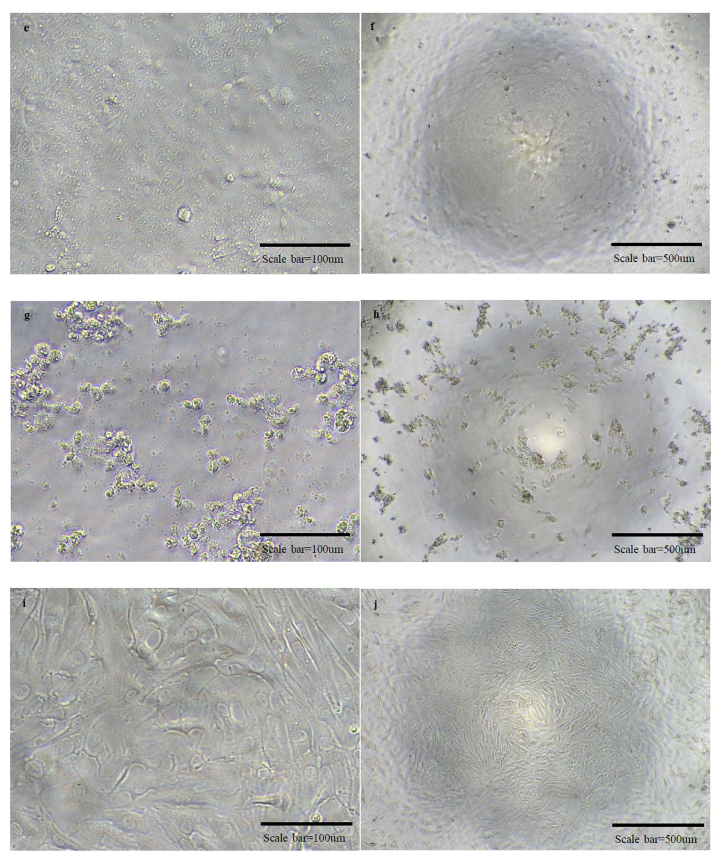 Vaccines 10 00676 g005b
