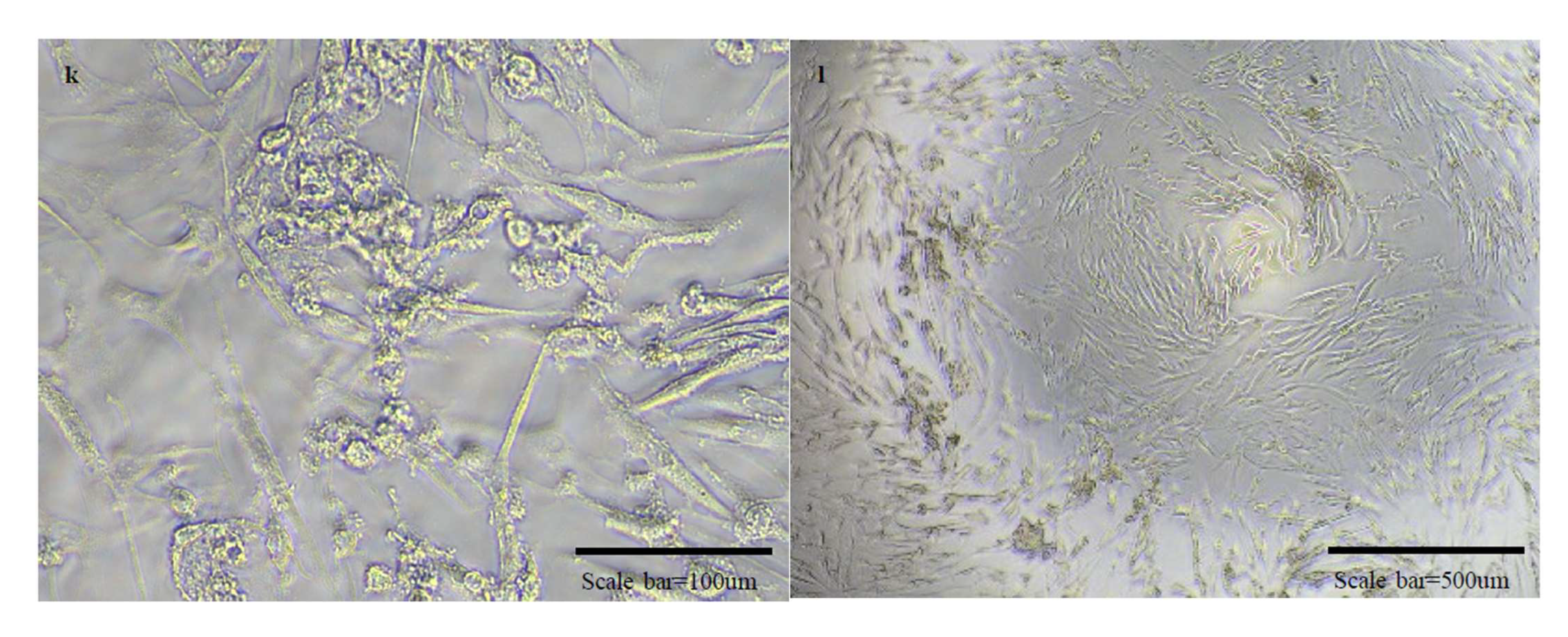 Vaccines 10 00676 g005c