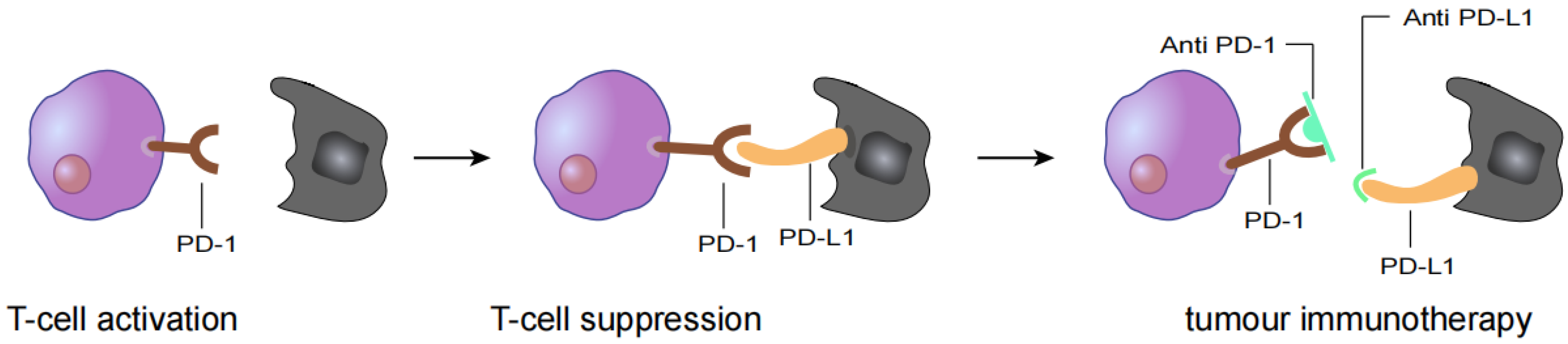 Vaccines 10 01272 g001