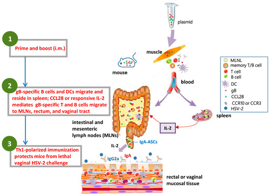 Immunization of Mice with a Live Transconjugant Shigella Hybrid Strain  Induced Th1 and Th17 Cell‐Mediated Immune Responses and Confirmed Passive  Protection Against Heterologous Shigellae - Nag - 2016 - Scandinavian  Journal of