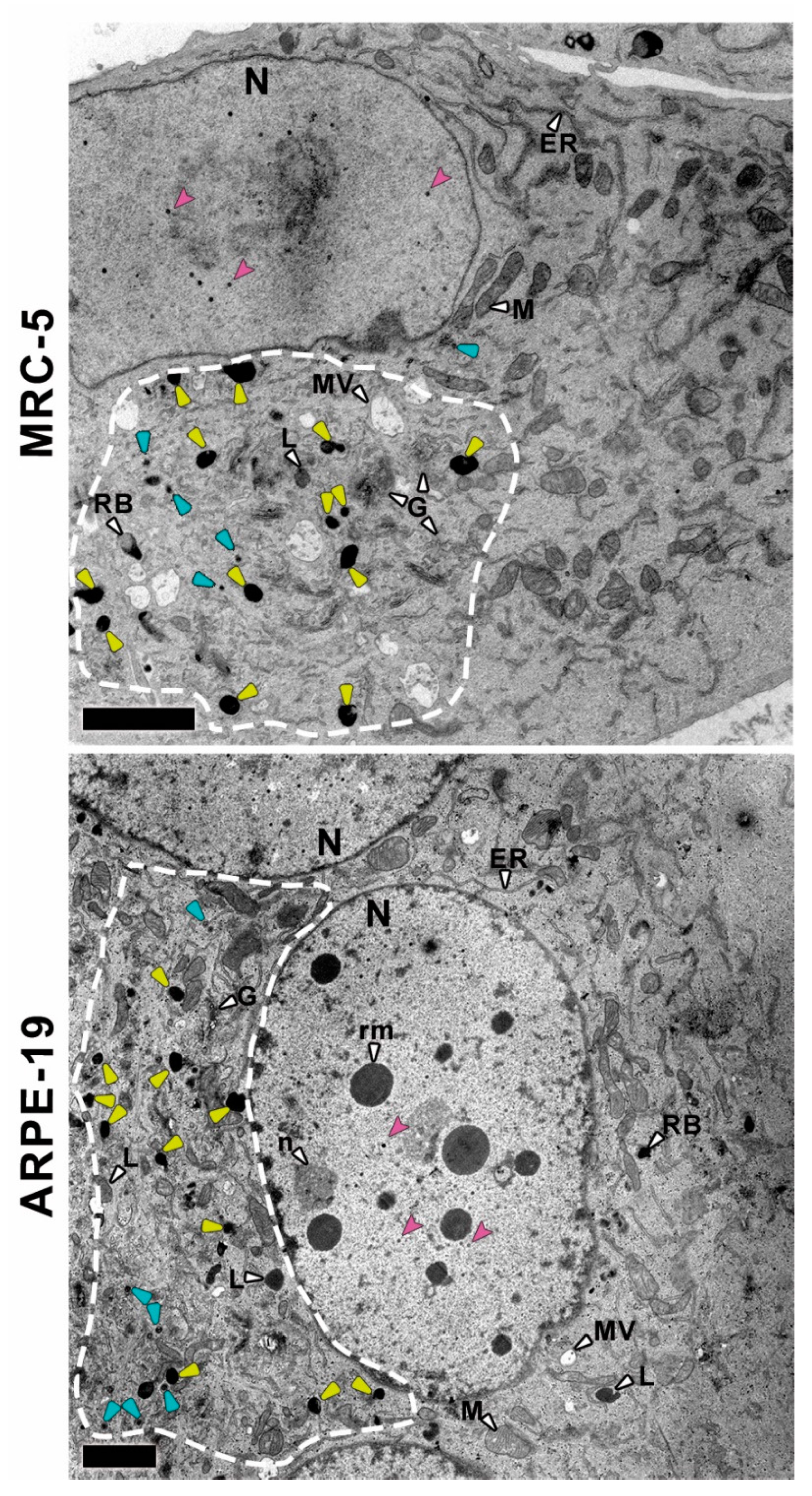 Vaccines 10 01308 g001