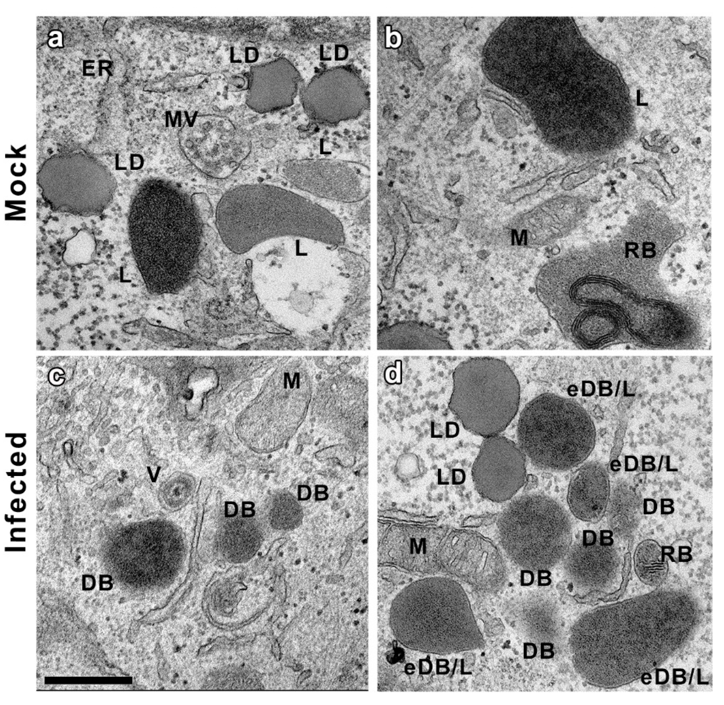 Vaccines 10 01308 g004