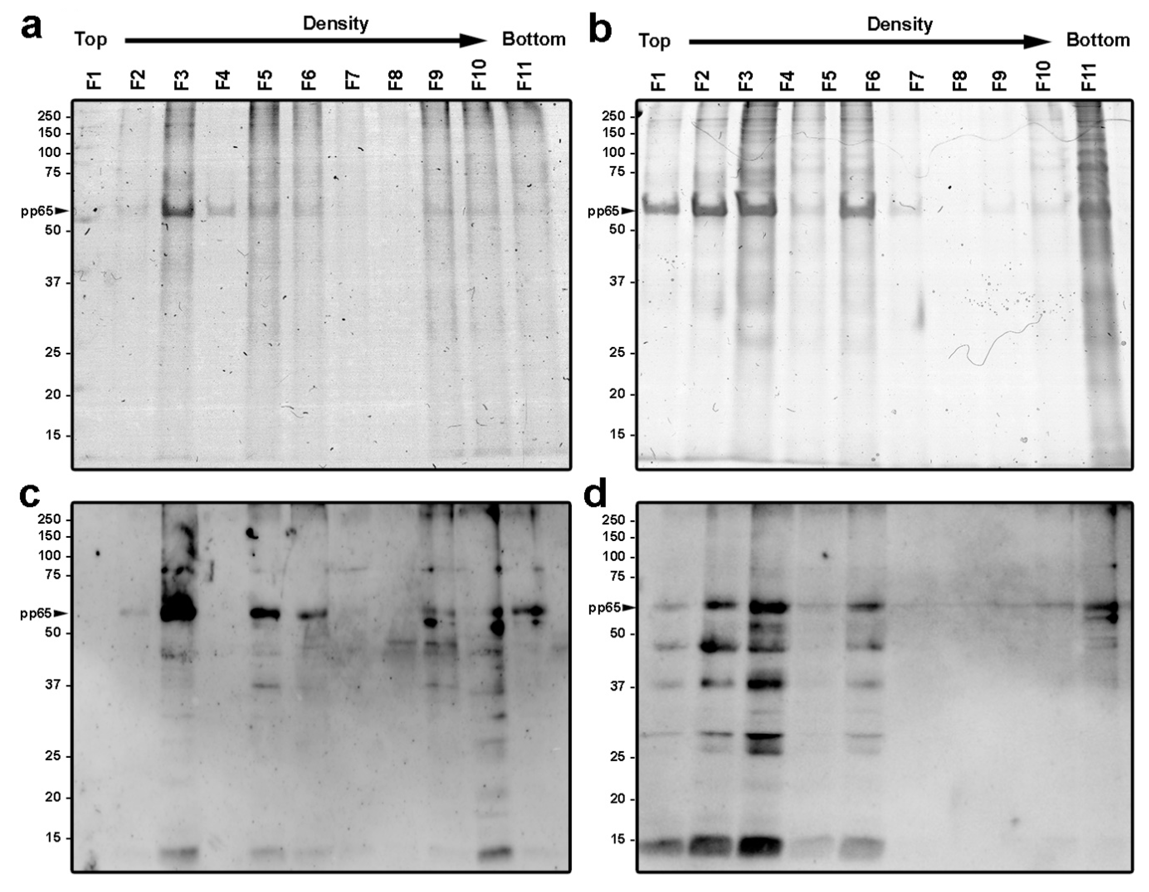 Vaccines 10 01308 g005