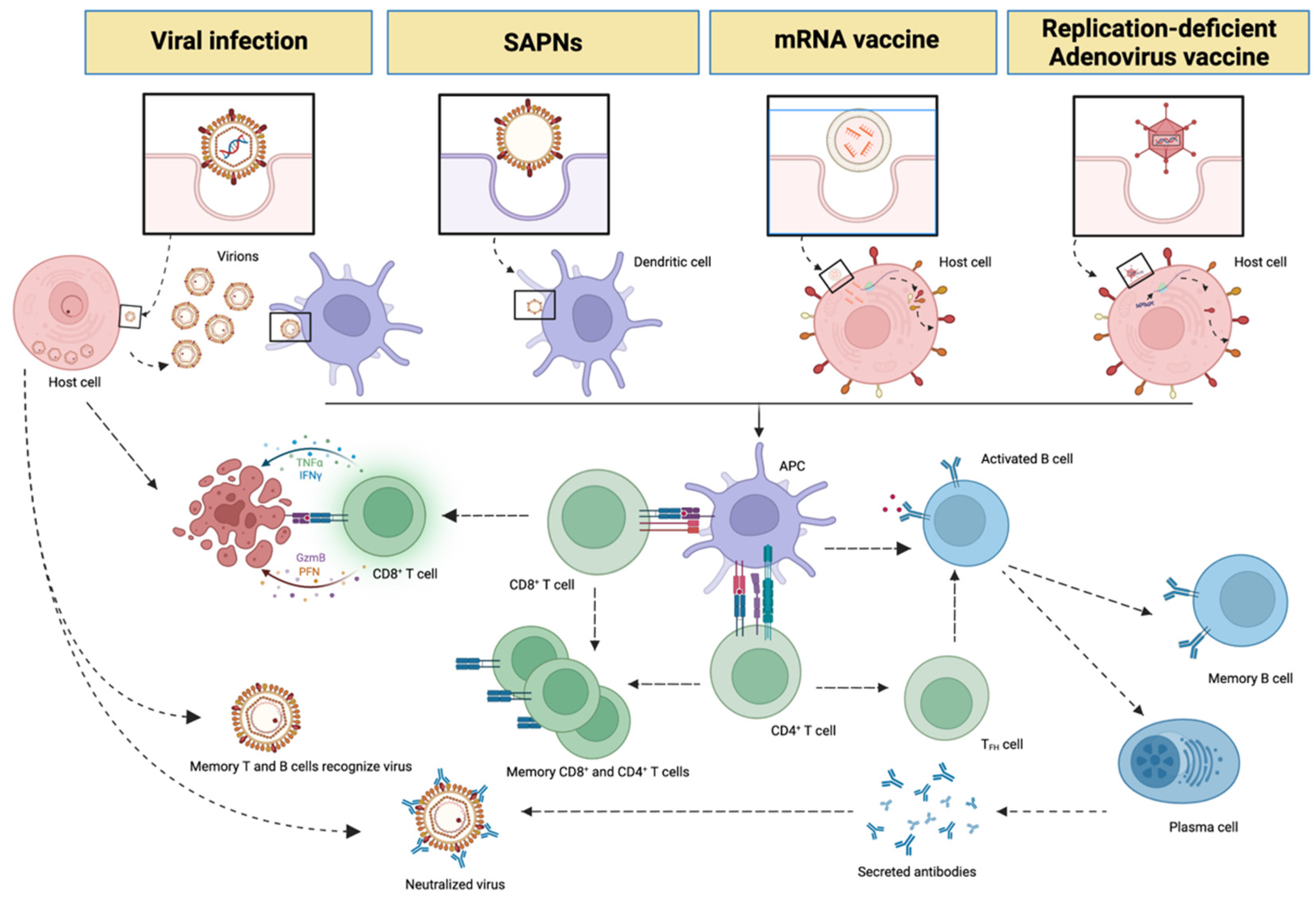 Vaccines 10 01447 g002