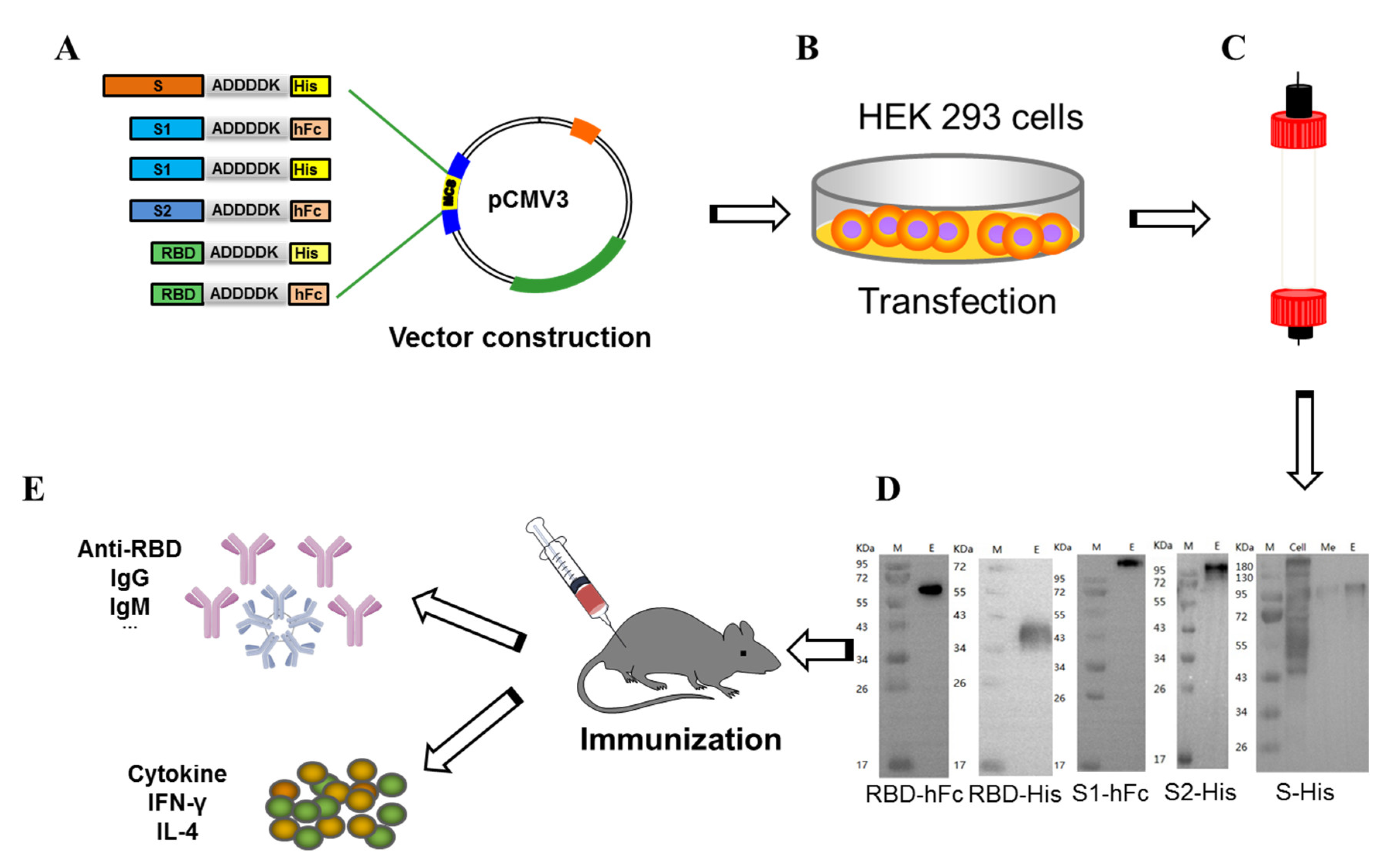 Vaccines | Free Full-Text | Human Fc-Conjugated Receptor Binding Domain ...