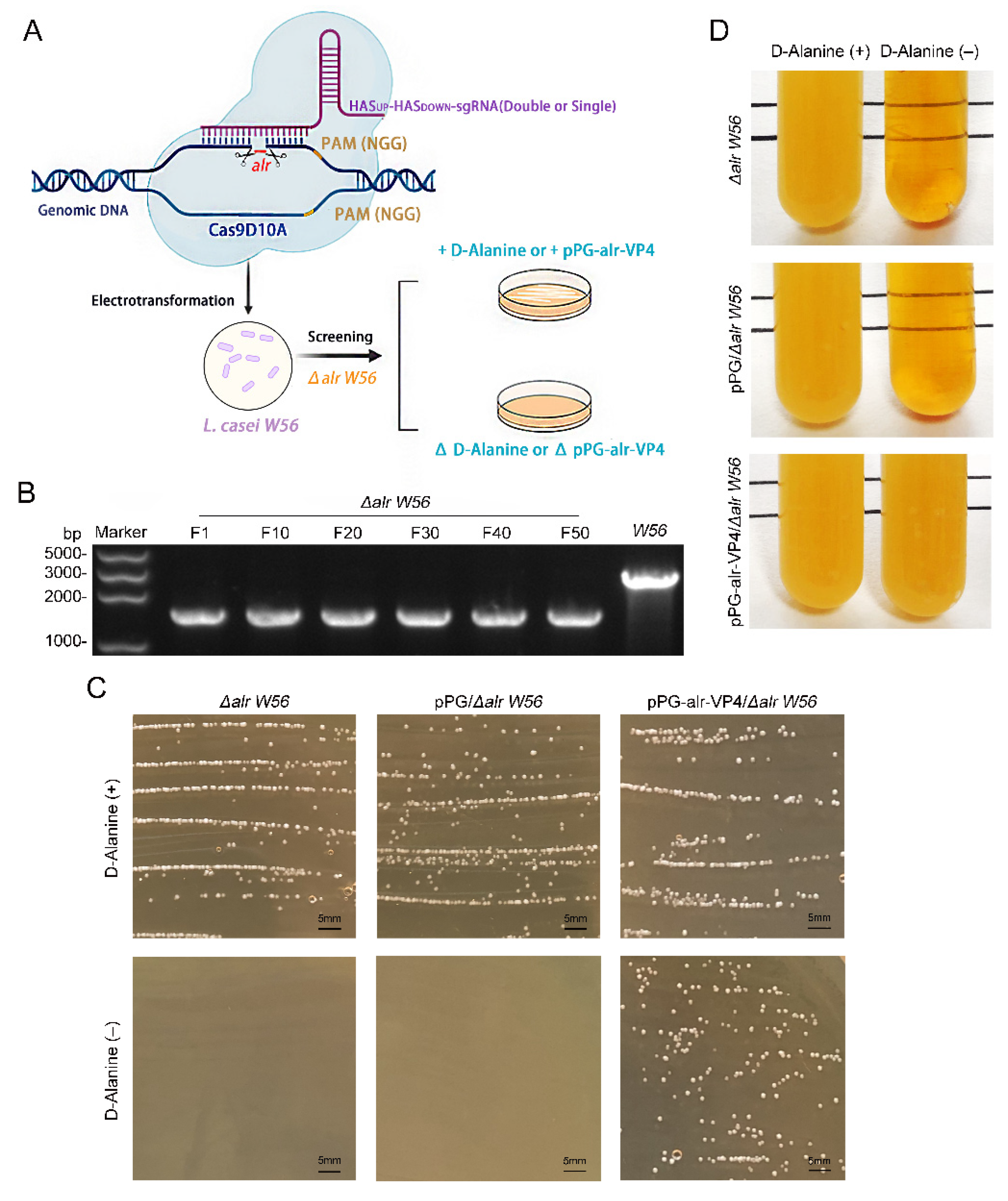 Vaccines 10 01510 g002