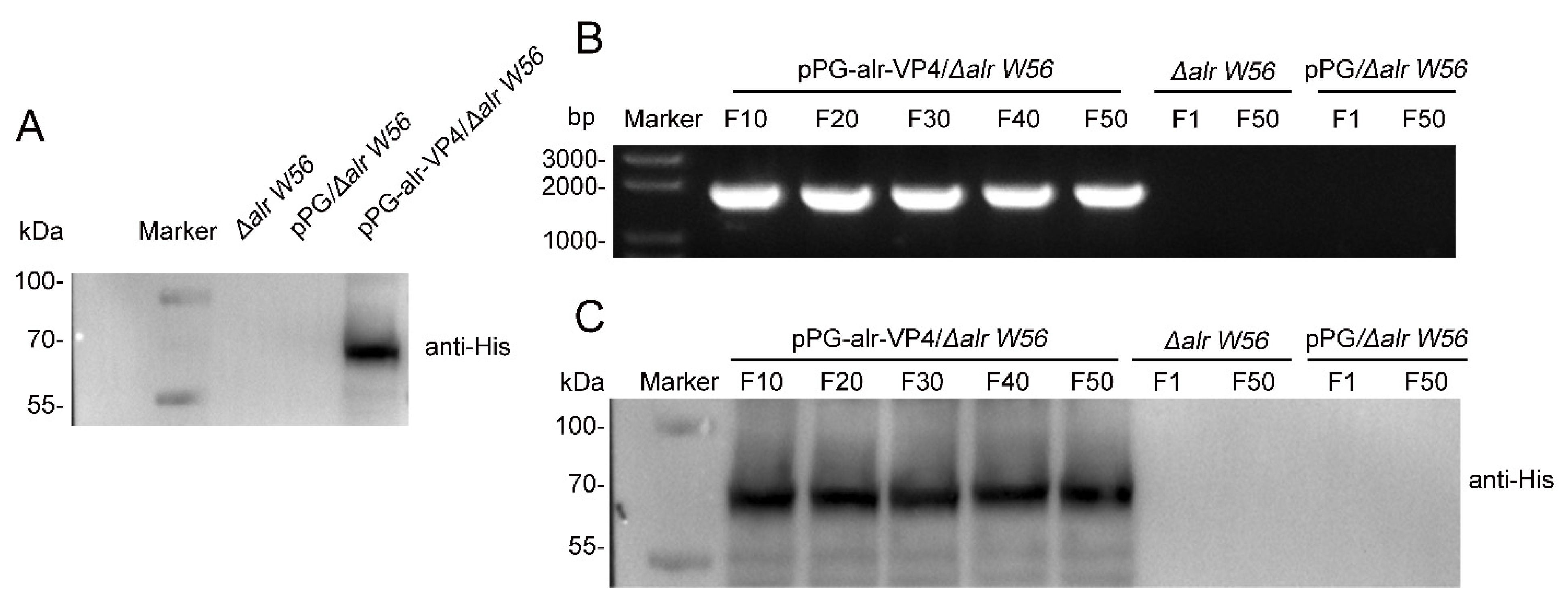 Vaccines 10 01510 g004