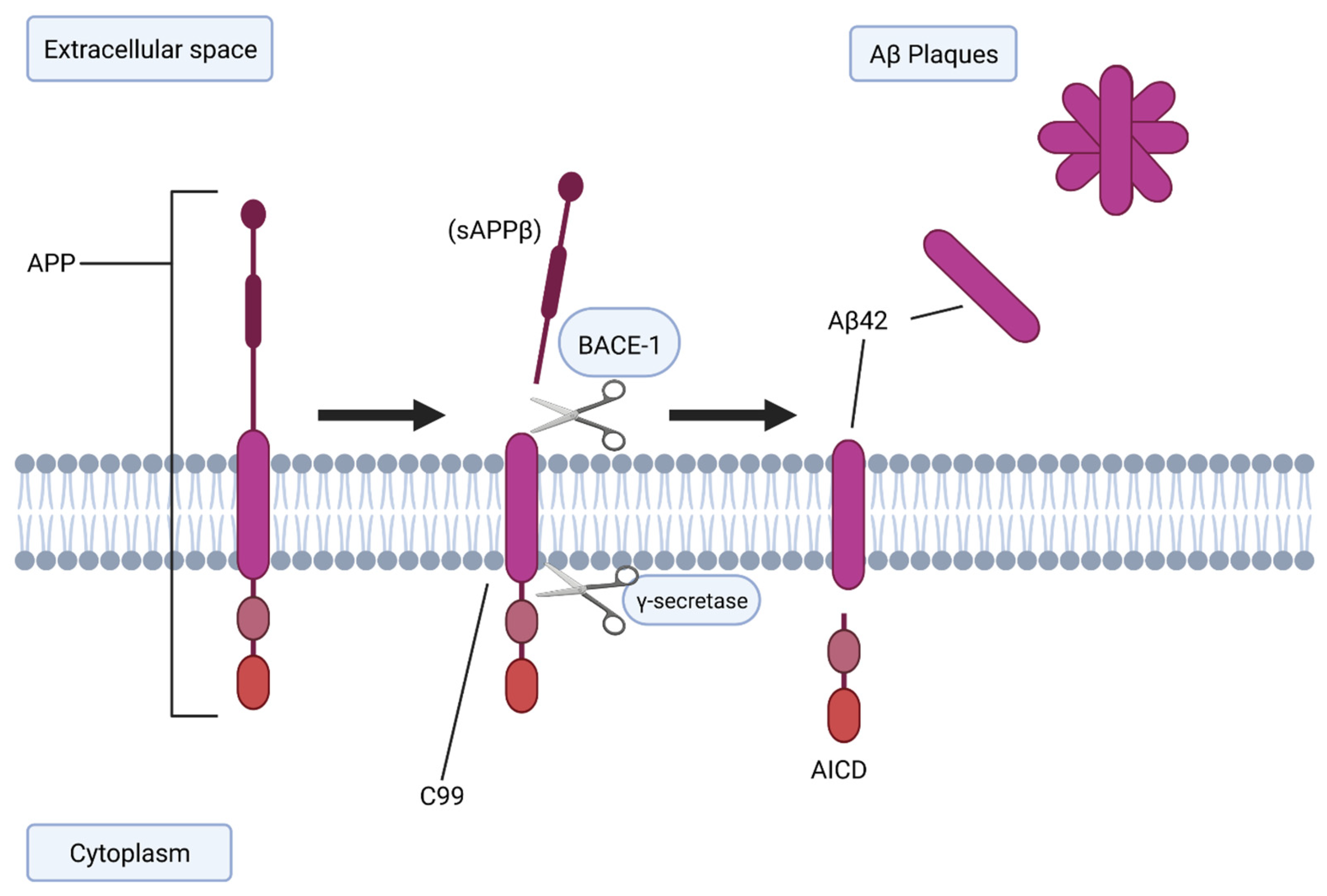 Vaccines | Free Full-Text | Immunotherapies For Alzheimer’s Disease—A ...