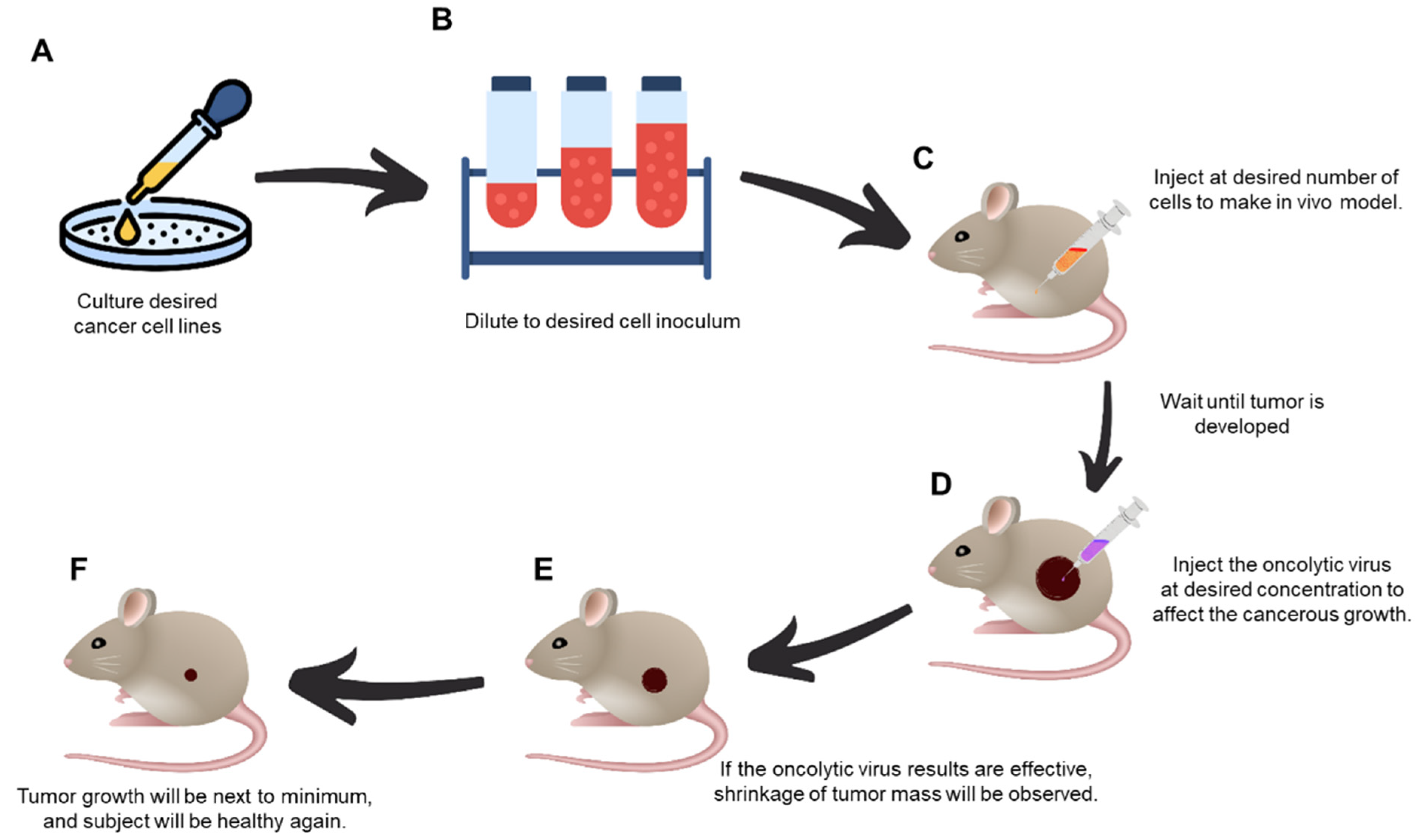 Vaccines | Free Full-Text | In Vivo Oncolytic Virotherapy in