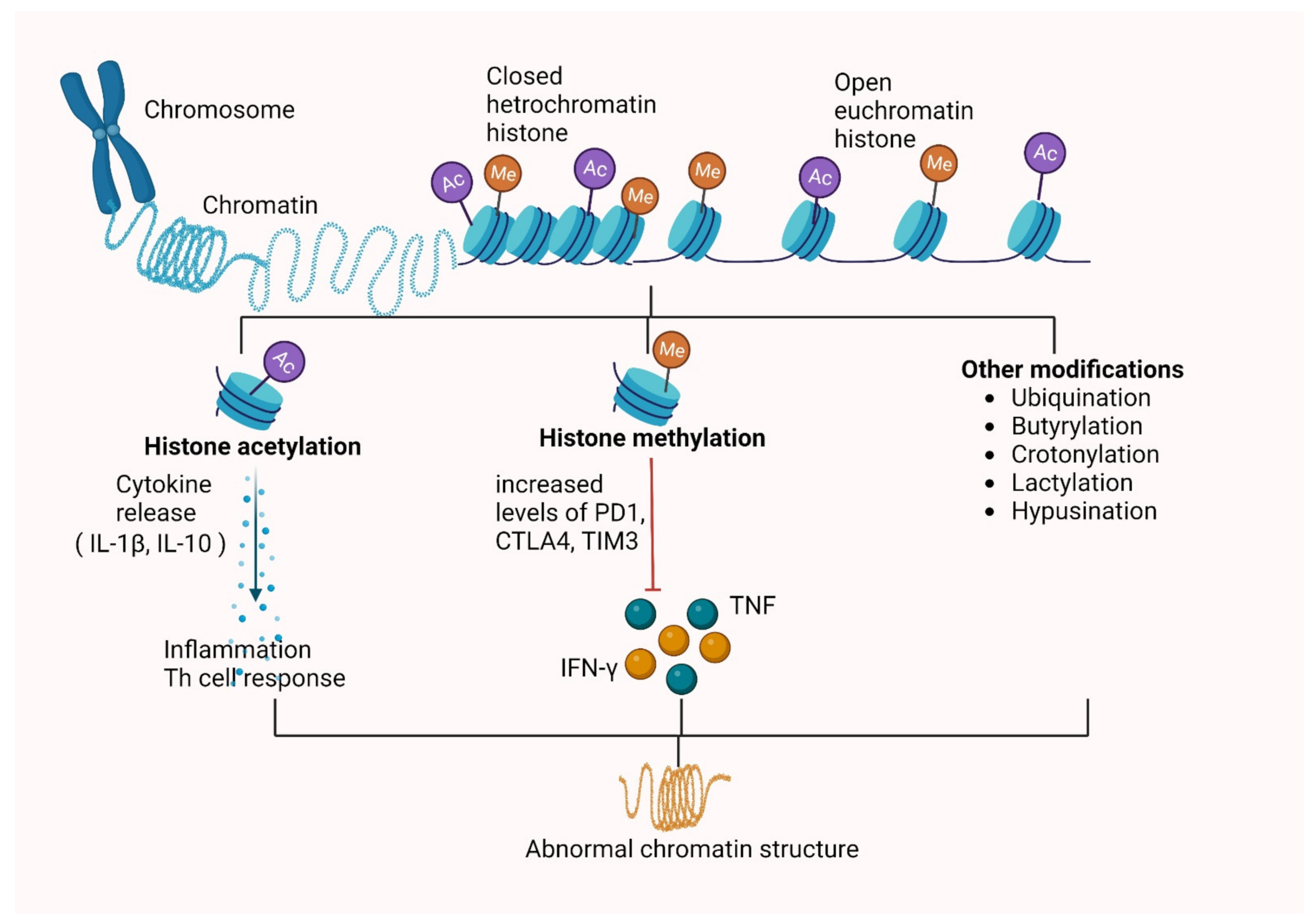 Vaccines Free Full Text Epigenetics in Tuberculosis