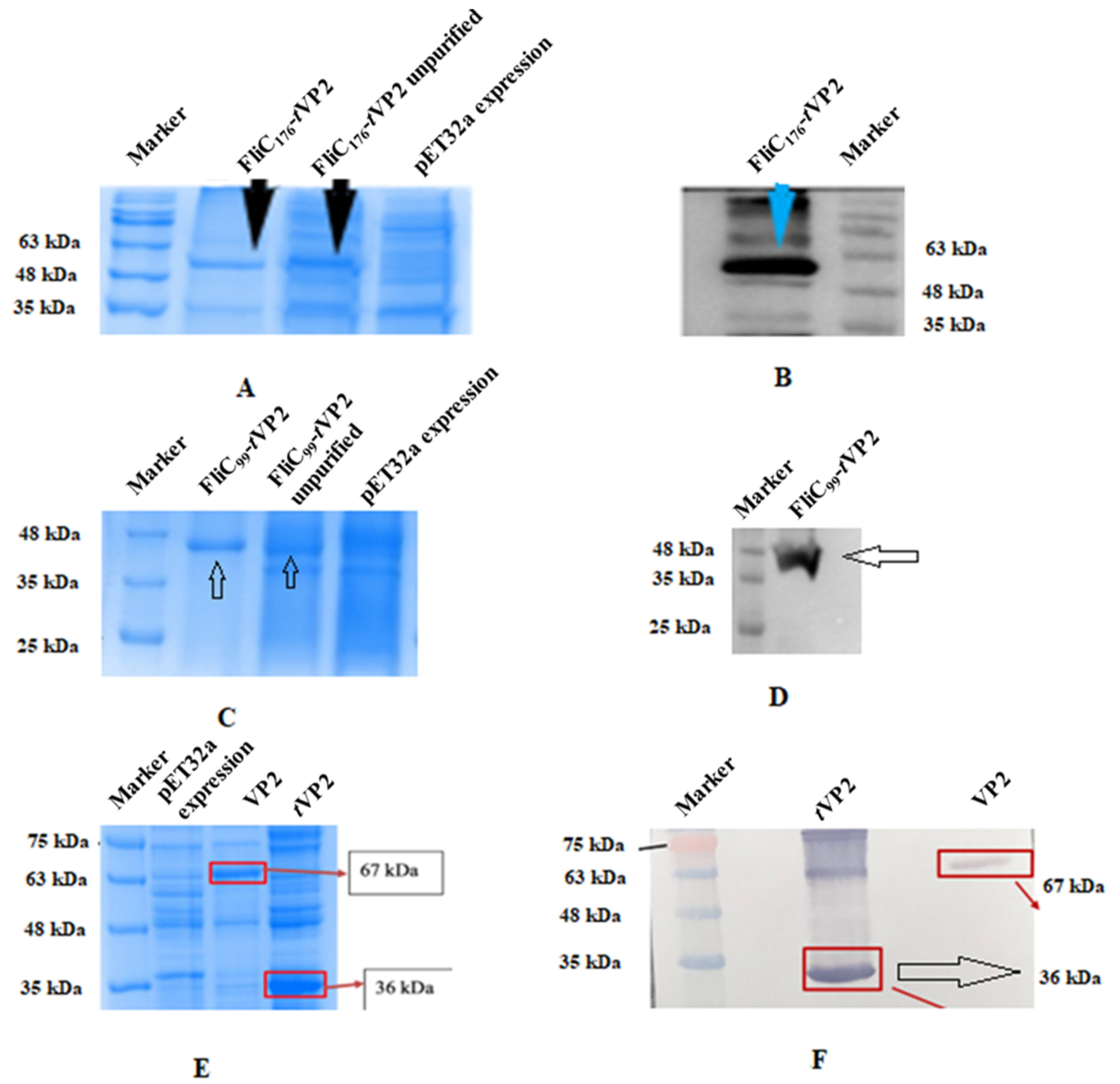 Vaccines 10 01780 g002 Vaccines 10 01780 g002