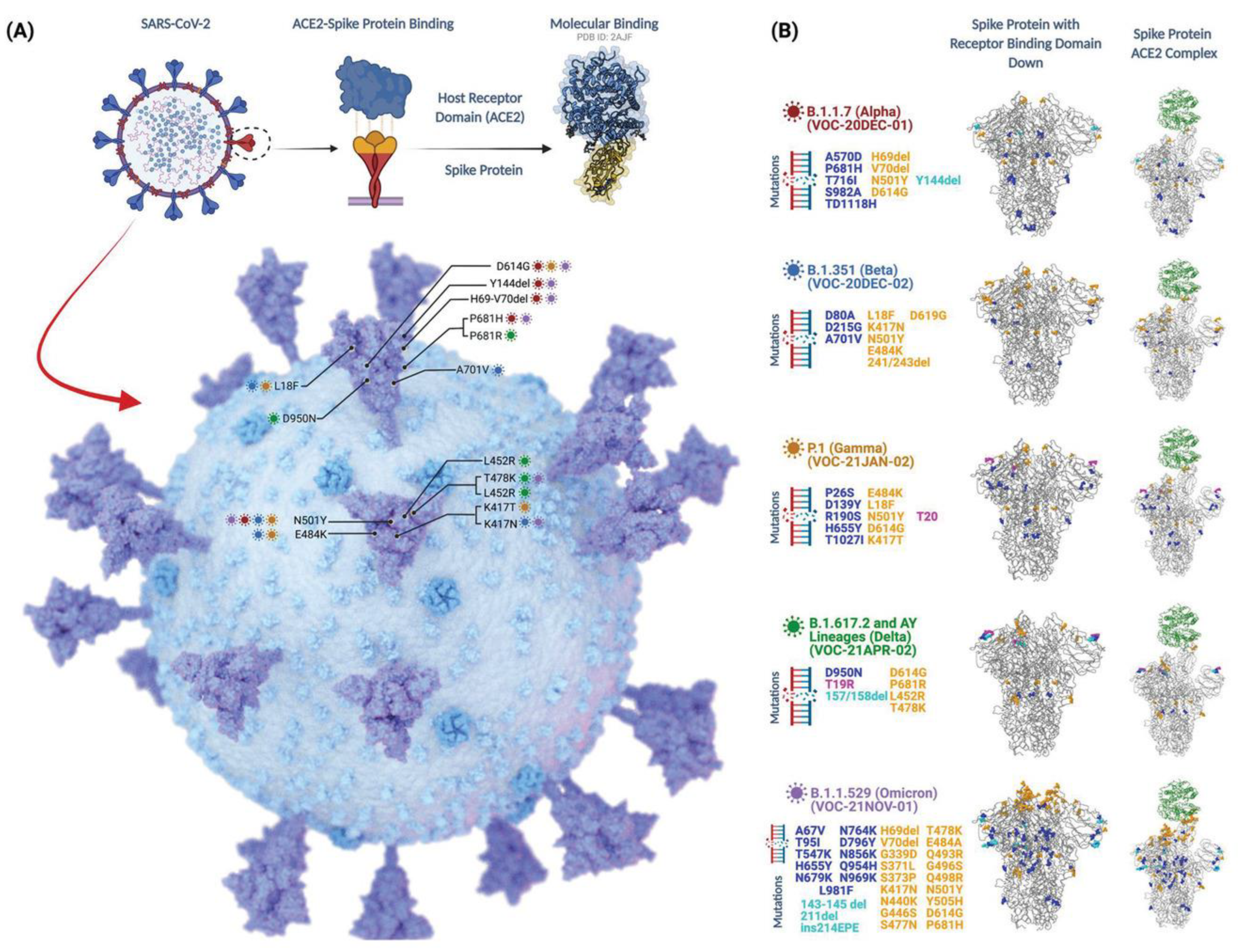 Vaccines | Free Full-Text | The Delta and Omicron Variants of SARS-CoV-2:  What We Know So Far