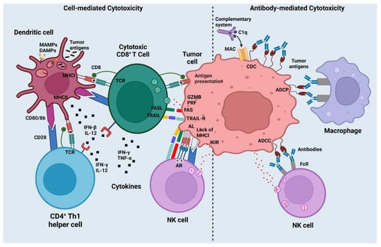 Vaccines | Free Full-Text | Recent Advances in Cancer Vaccines ...