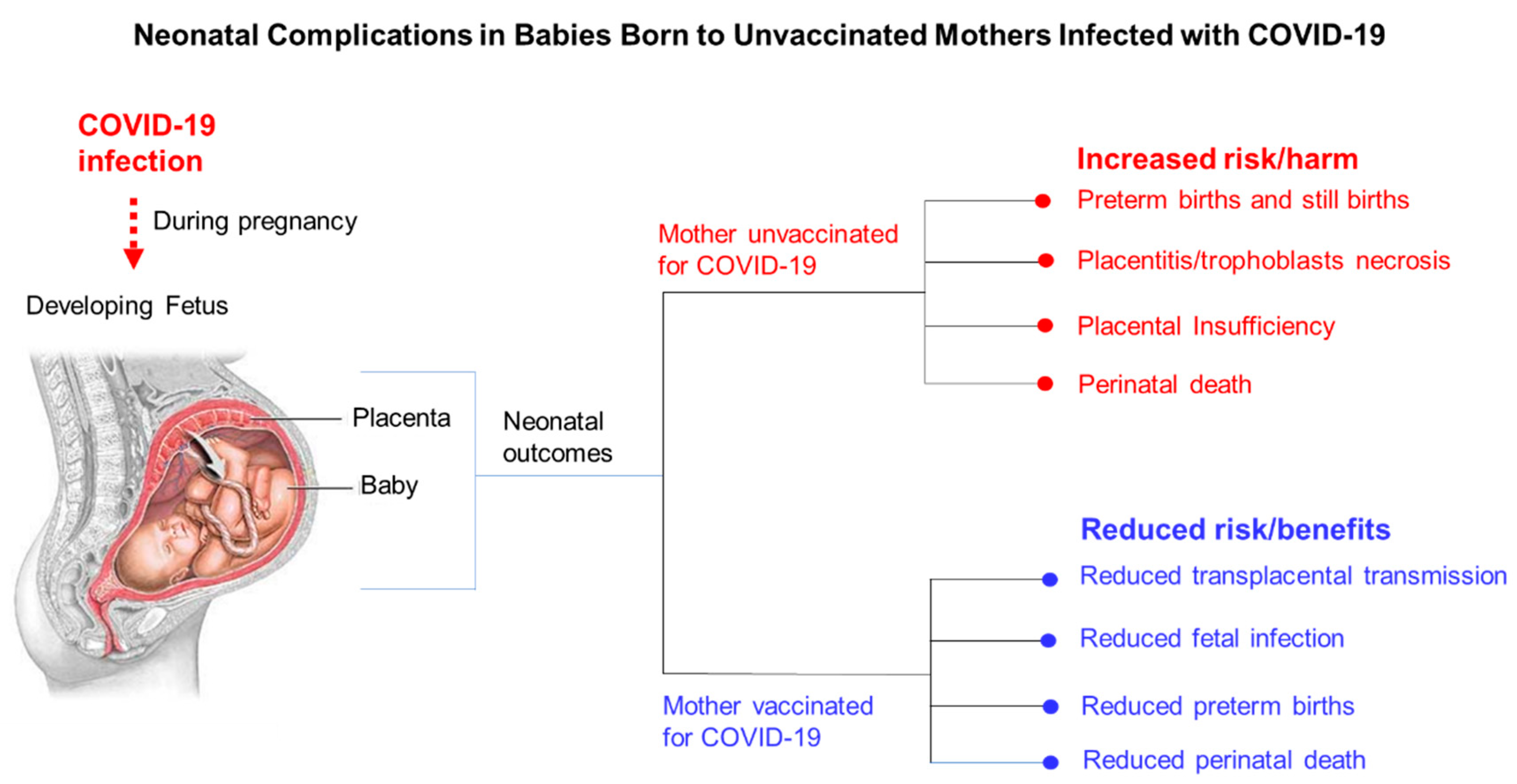 Antepartum vs. postpartum vaccination: which provides the most protection  against SARS-CoV-2 in breastfed infants?