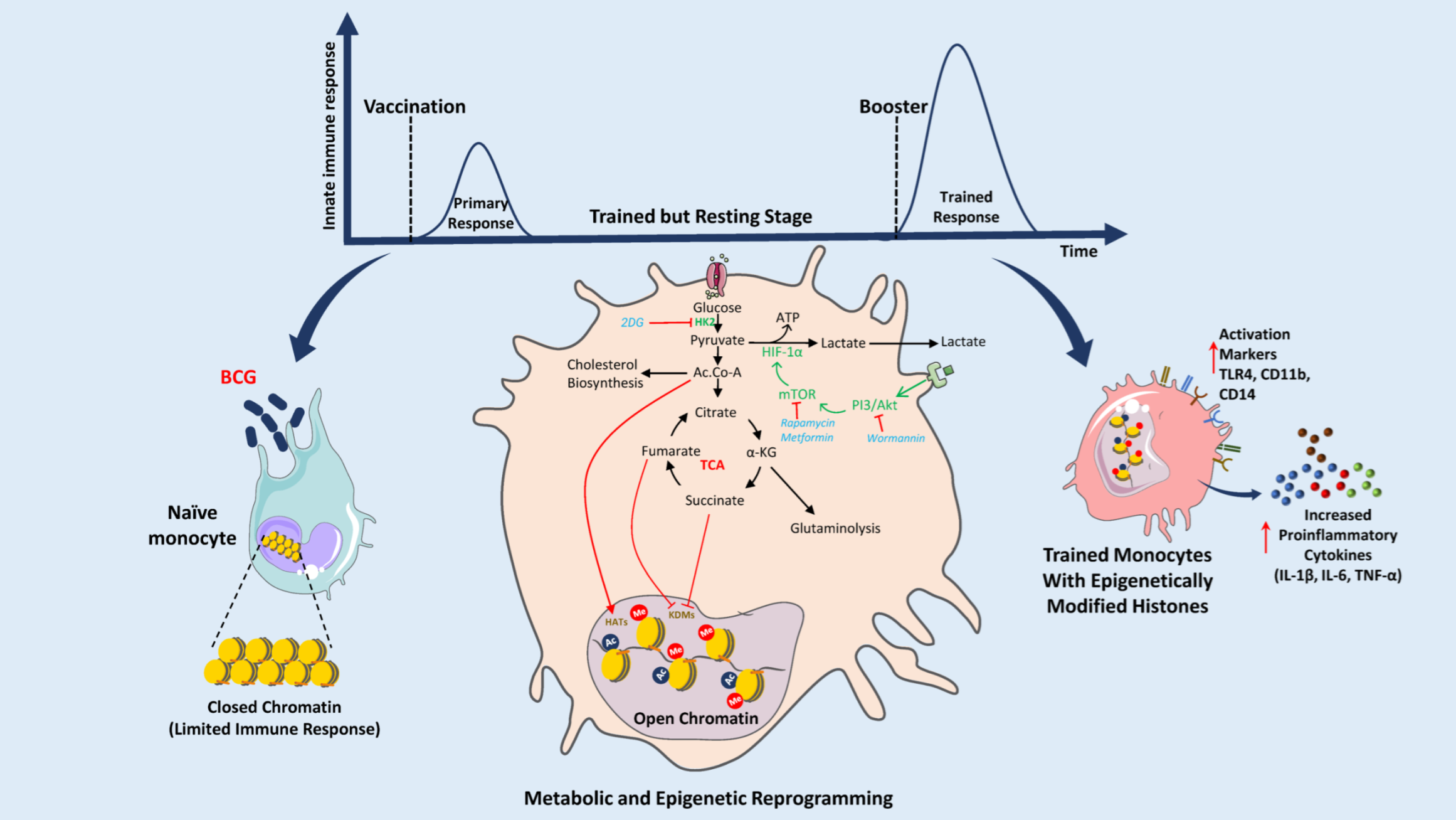 Vaccines 10 02127 g002