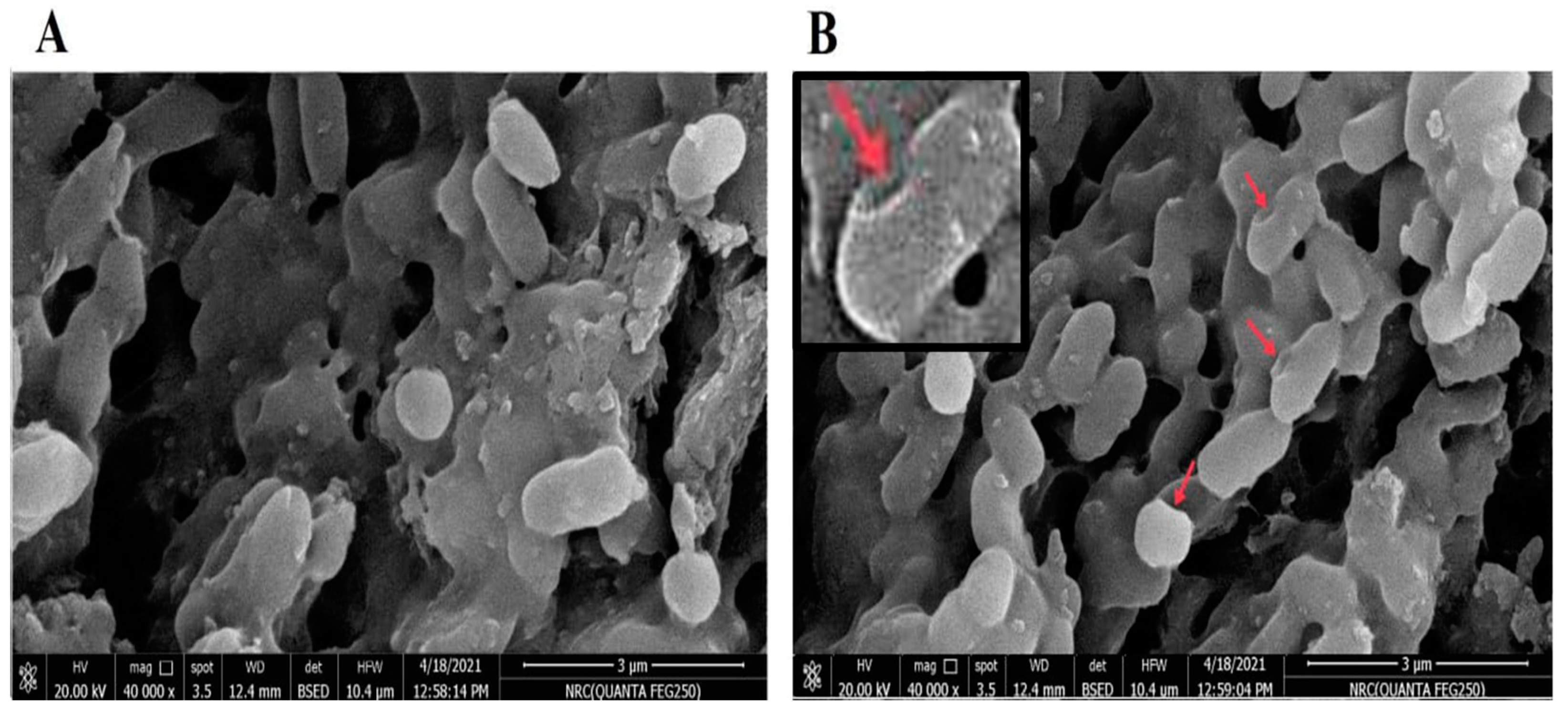 Vaccines 11 00037 g001