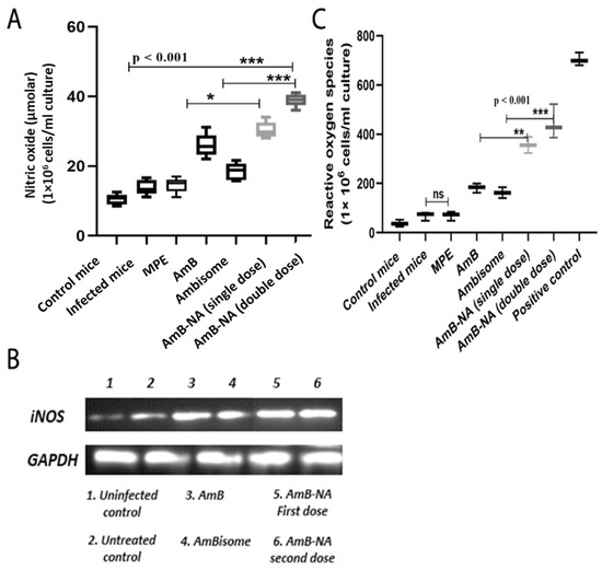 Vaccines | Free Full-Text | Amphotericin B Nano-Assemblies