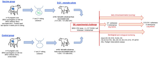 Vaccines | Free Full-Text | Protection Against Bovine Respiratory ...