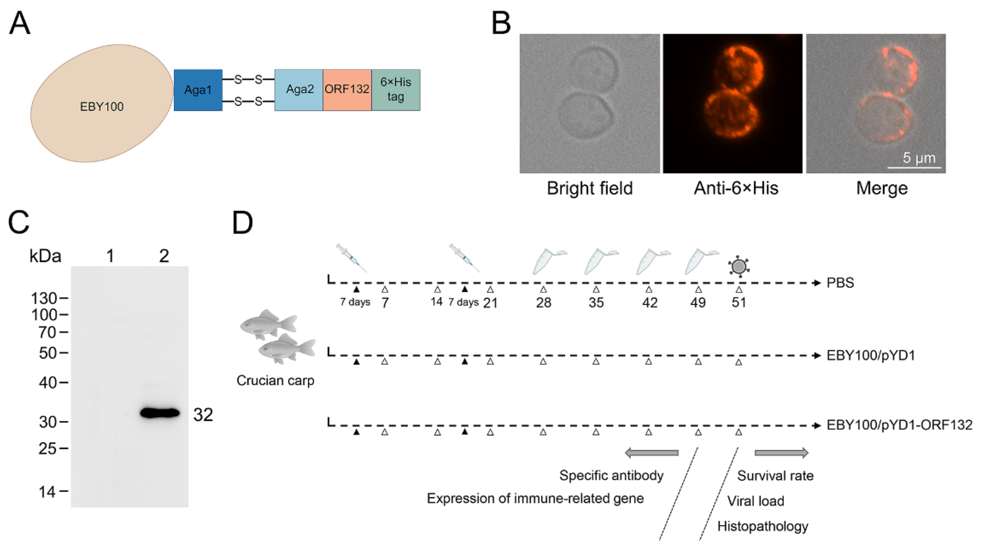 Vaccines 11 00186 g001
