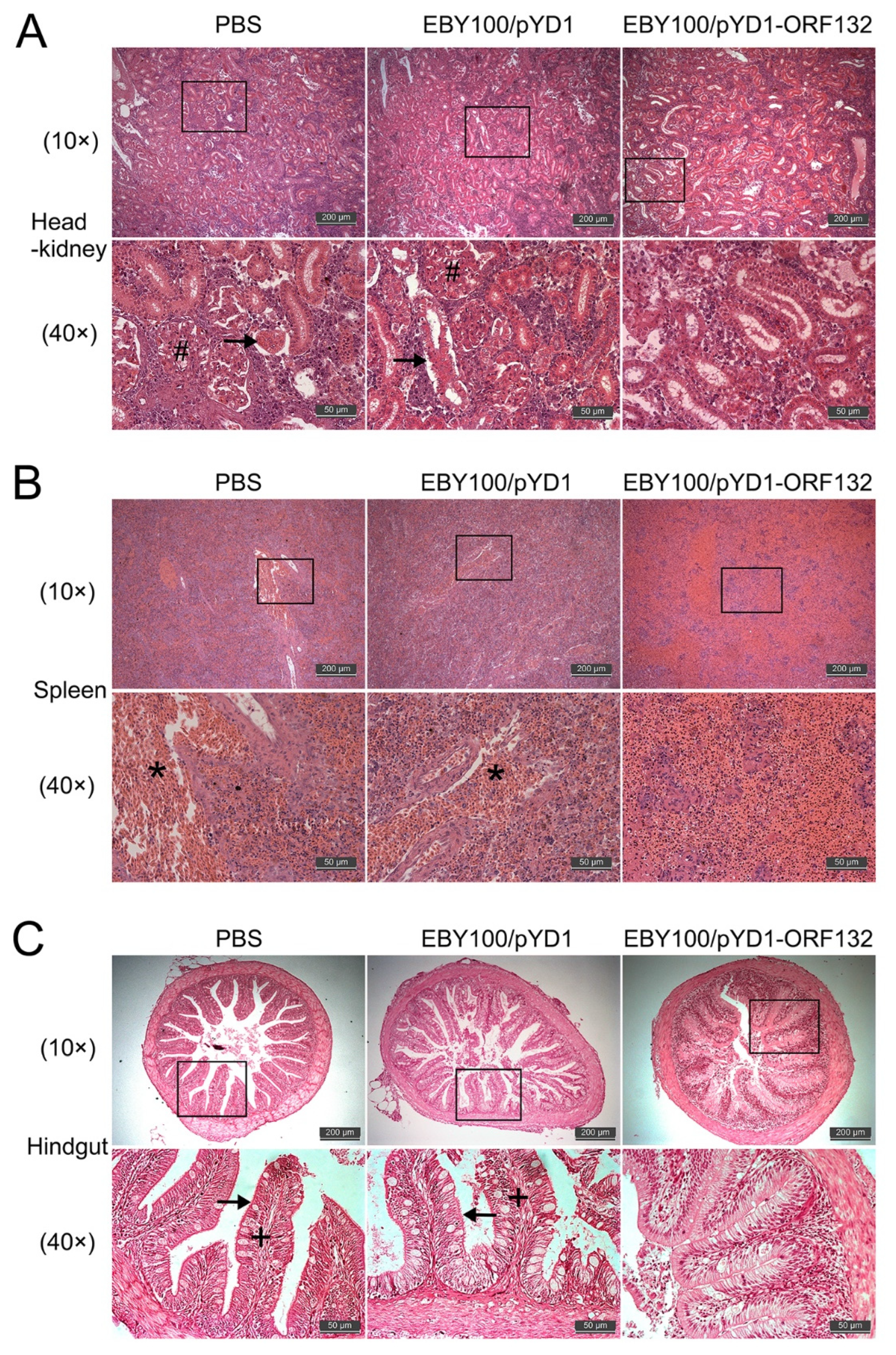 Vaccines 11 00186 g007