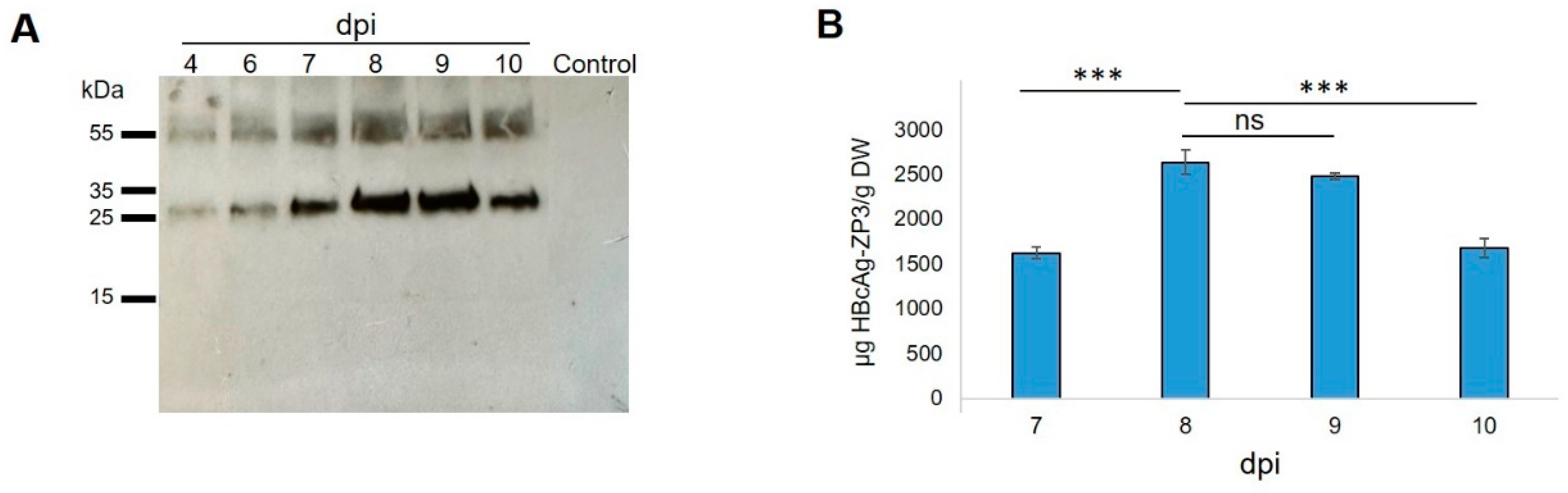 Vaccines 11 00462 g003