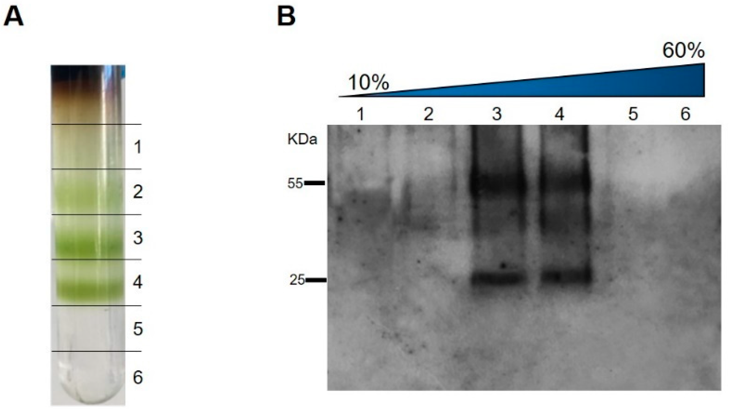 Vaccines 11 00462 g004