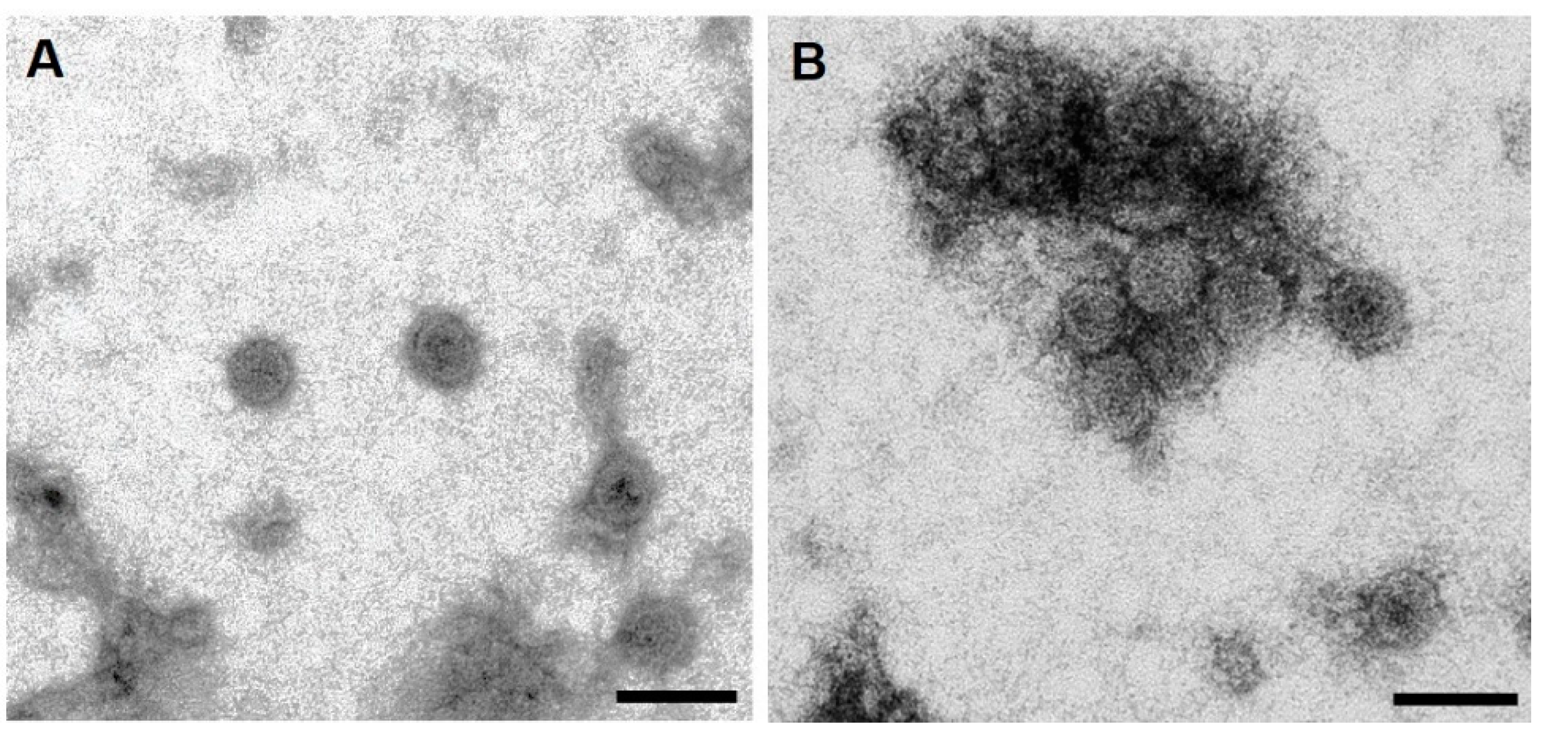 Vaccines 11 00462 g006