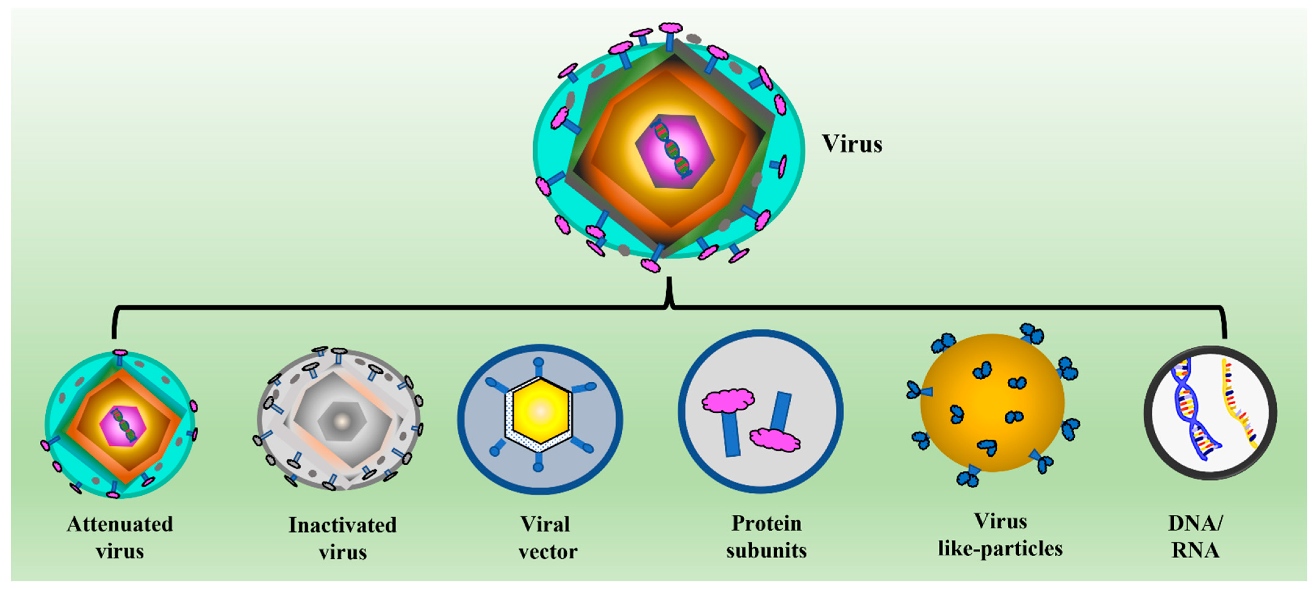 Vaccines | Free Full-Text | Yeast-Based Virus-like Particles as an Emerging  Platform for Vaccine Development and Delivery