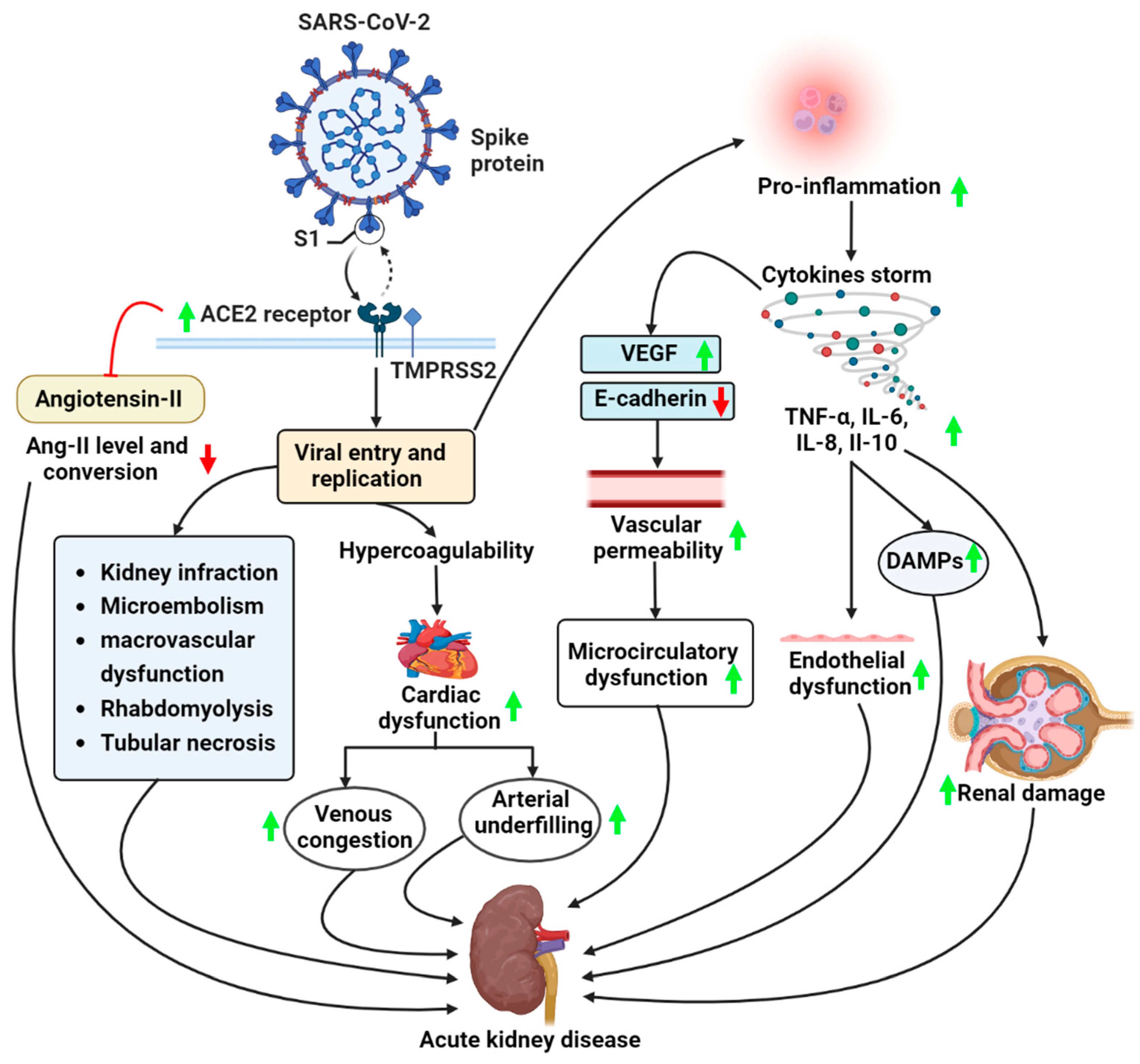 Vaccines | Free Full-Text | Crosstalk between COVID-19 Infection and Kidney  Diseases: A Review on the Metabolomic Approaches