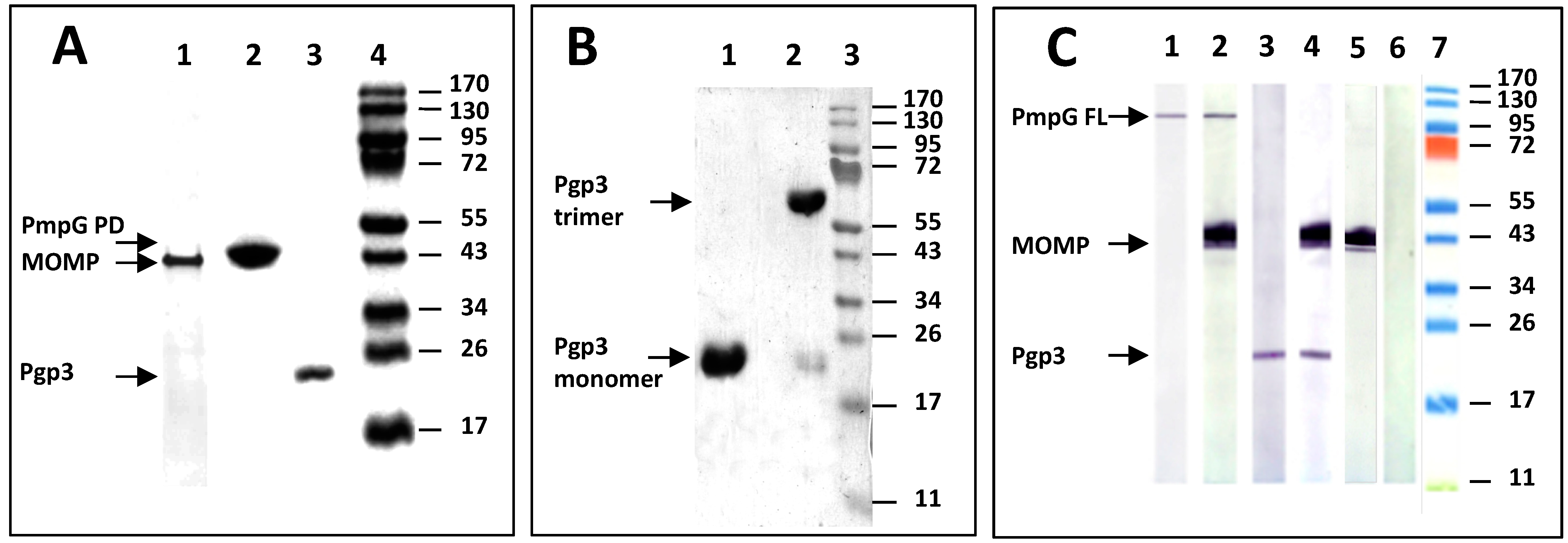 Vaccines 11 00504 g001