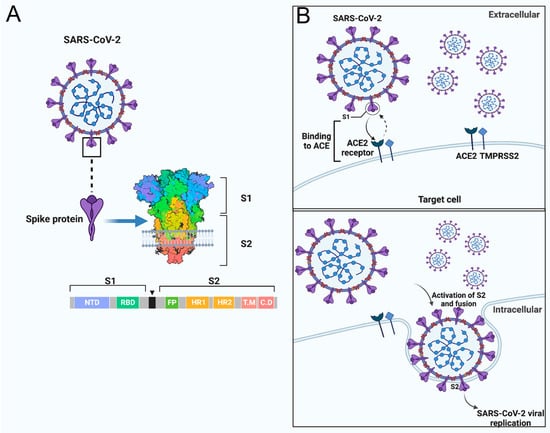 Vaccines | Free Full-Text | Significance of Conserved Regions in