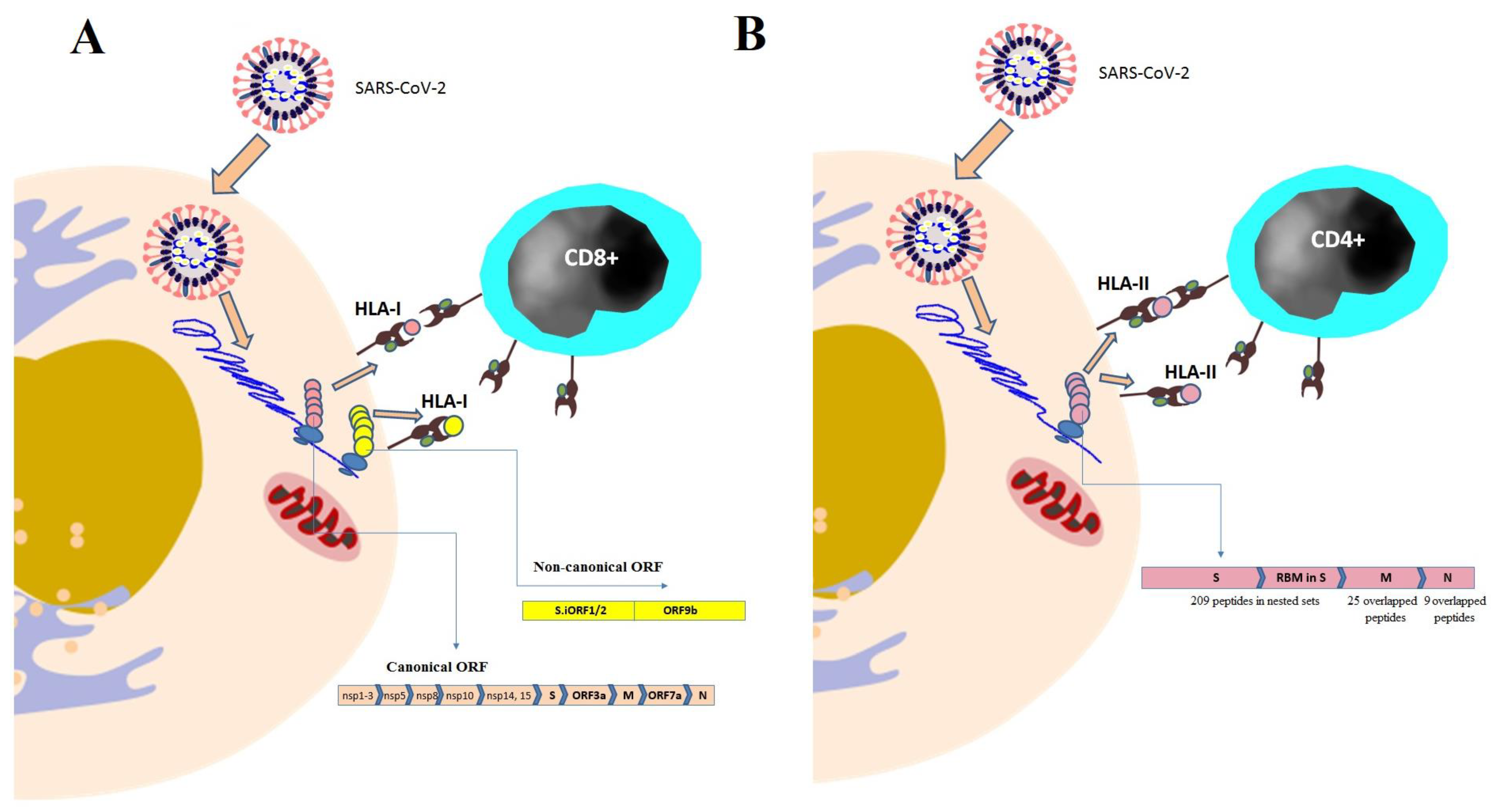 Vaccines 11 00548 g003