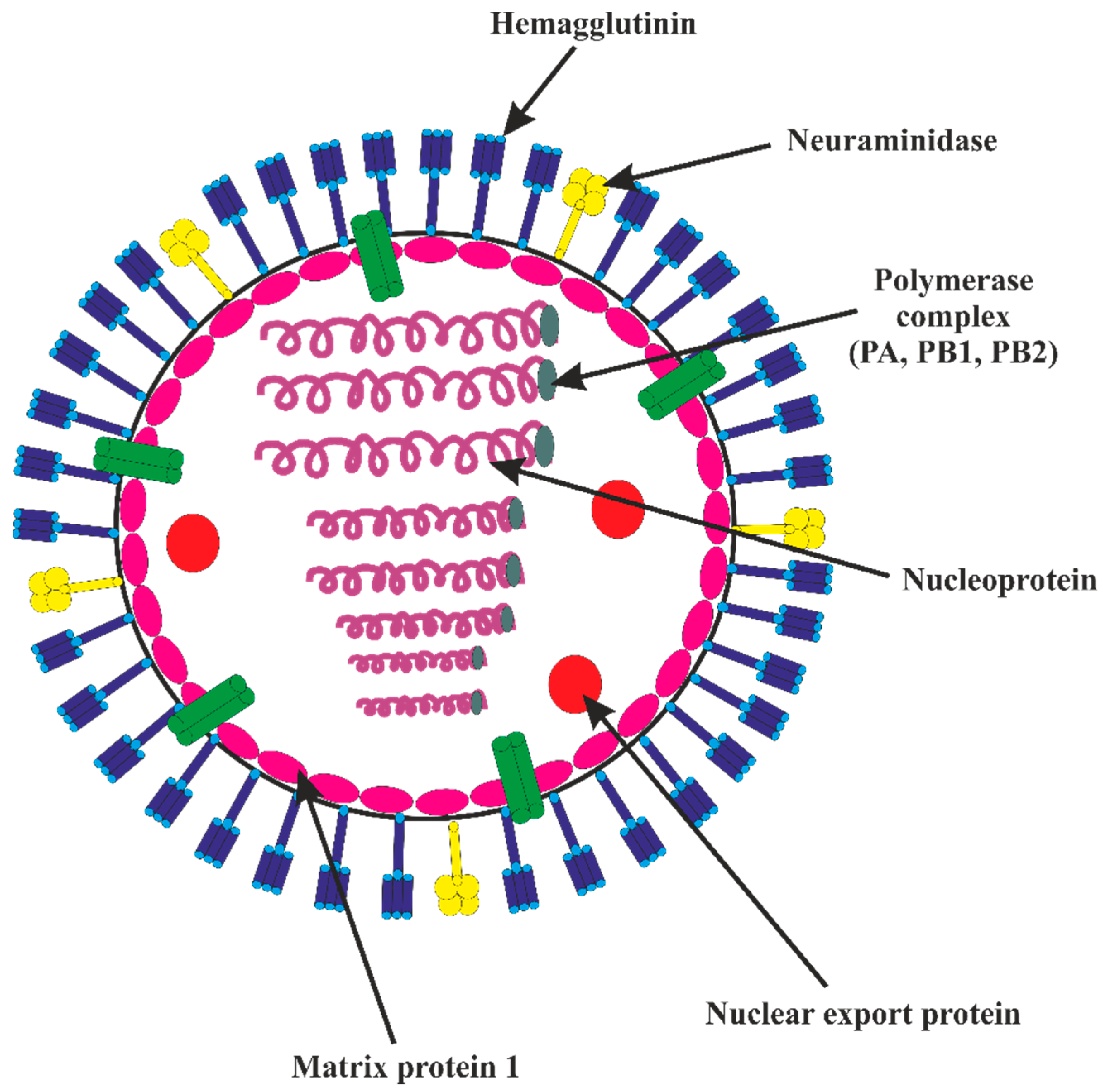 Vaccines | Free Full-Text | Immune Control of Avian Influenza Virus ...