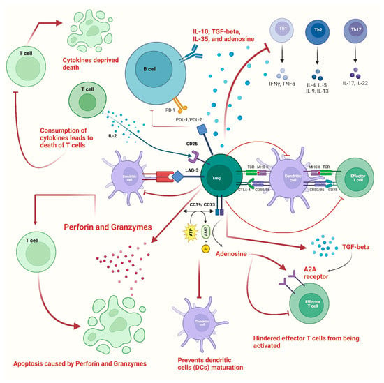 Vaccines | Free Full-Text | Regulatory T Cells (Tregs) and COVID-19 ...