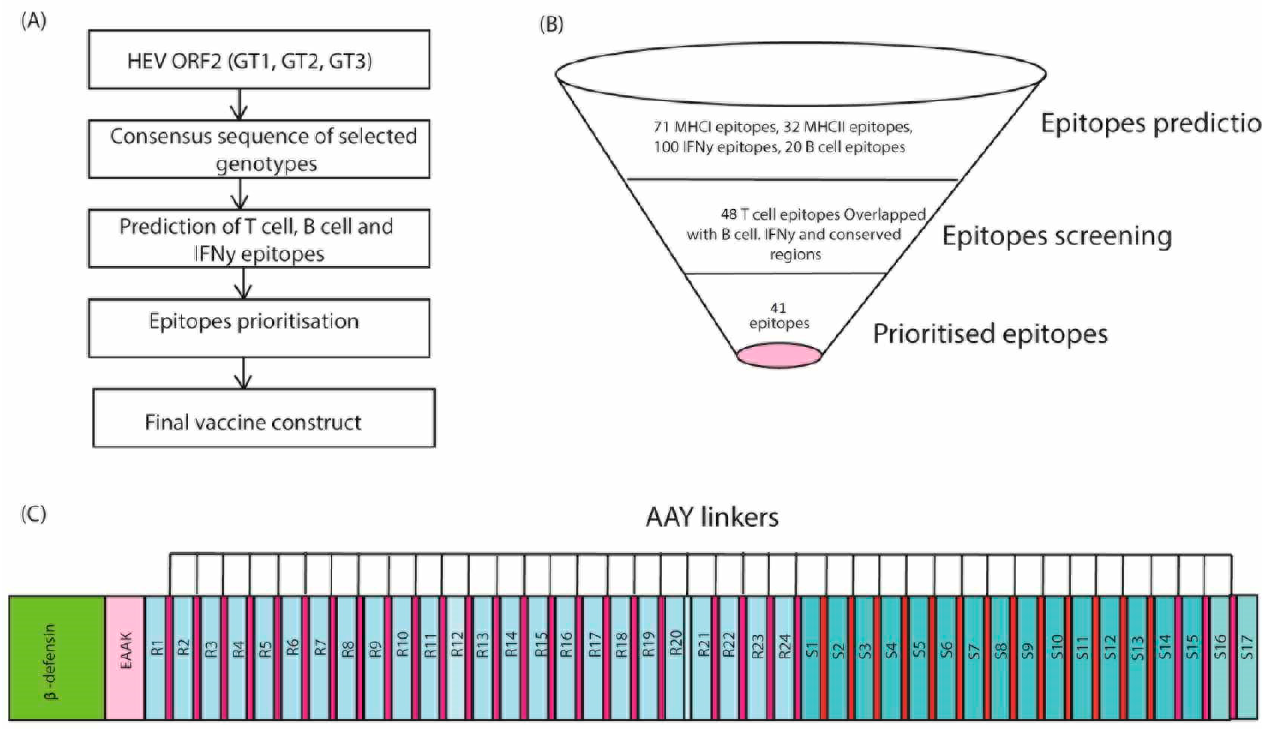 An In Silico Deep Learning Approach To Multi-Epitope Vaccine Design: A ...