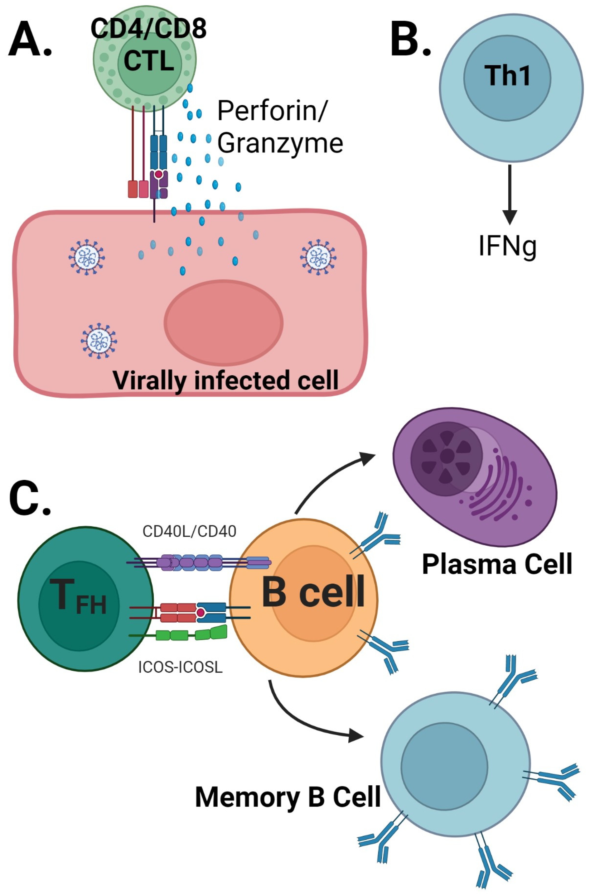 Frontiers  C500 variants conveying complete mucosal immunity